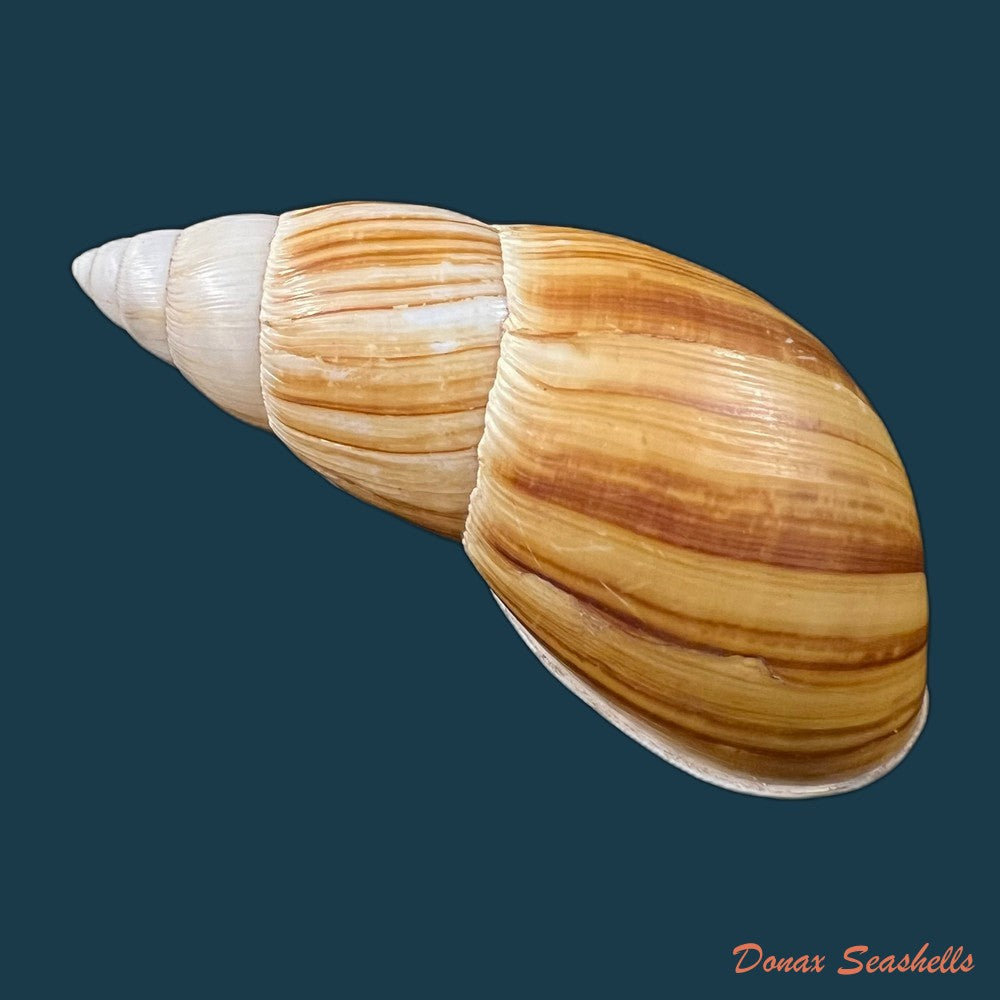 copia-de-clavator-grandidieri-crosse-p-fischer-1868-86-1mm