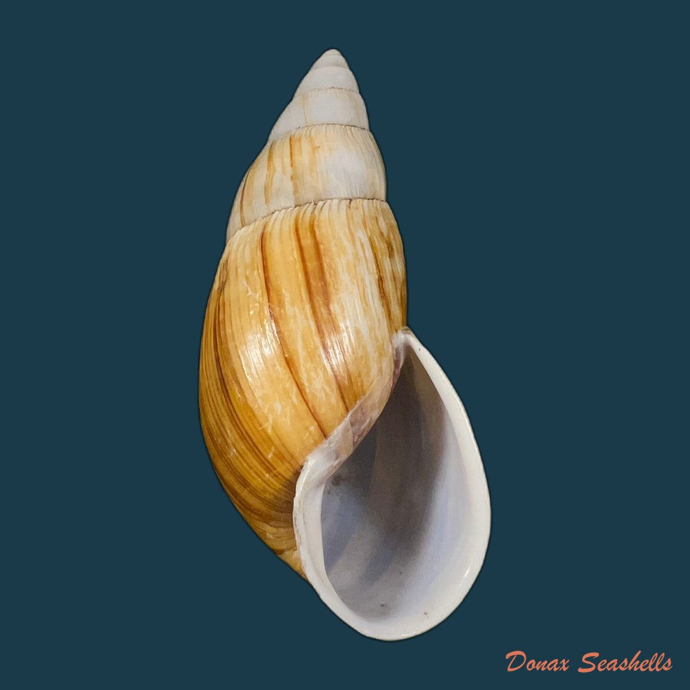 copia-de-clavator-grandidieri-crosse-p-fischer-1868-86-1mm