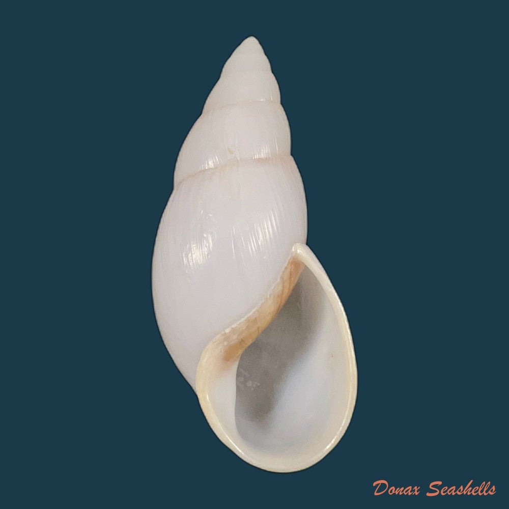 copia-de-clavator-grandidieri-crosse-p-fischer-1868-89-5mm