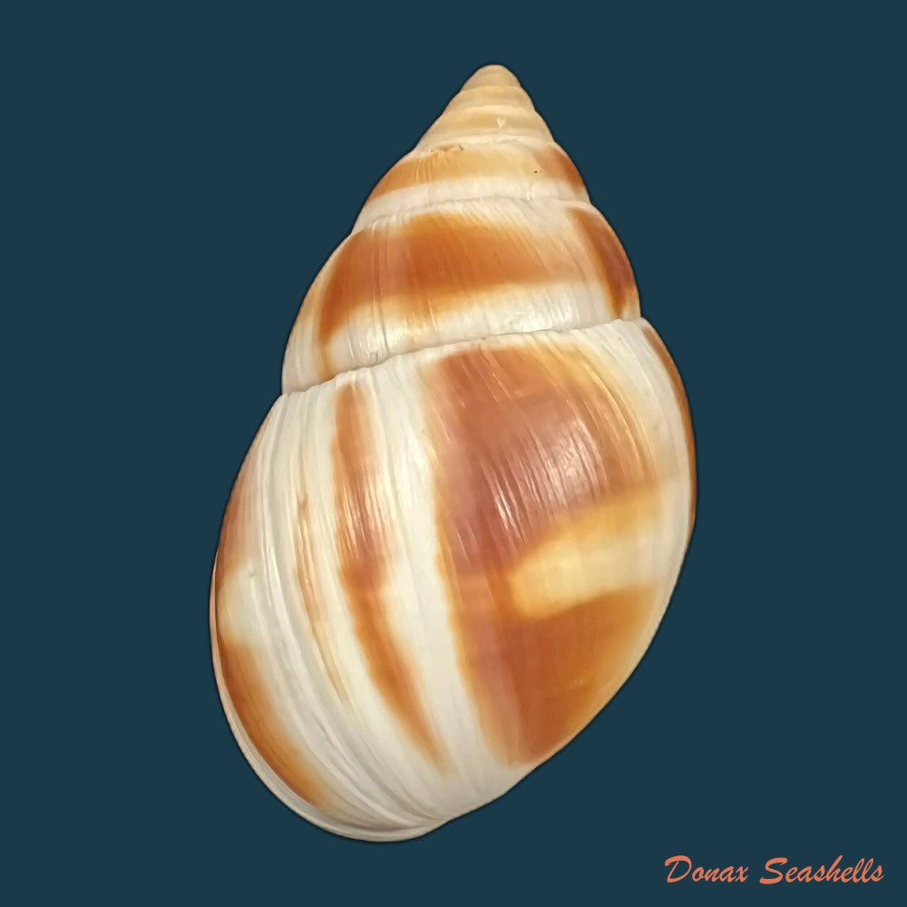 copia-de-clavator-grandidieri-crosse-p-fischer-1868-89mm