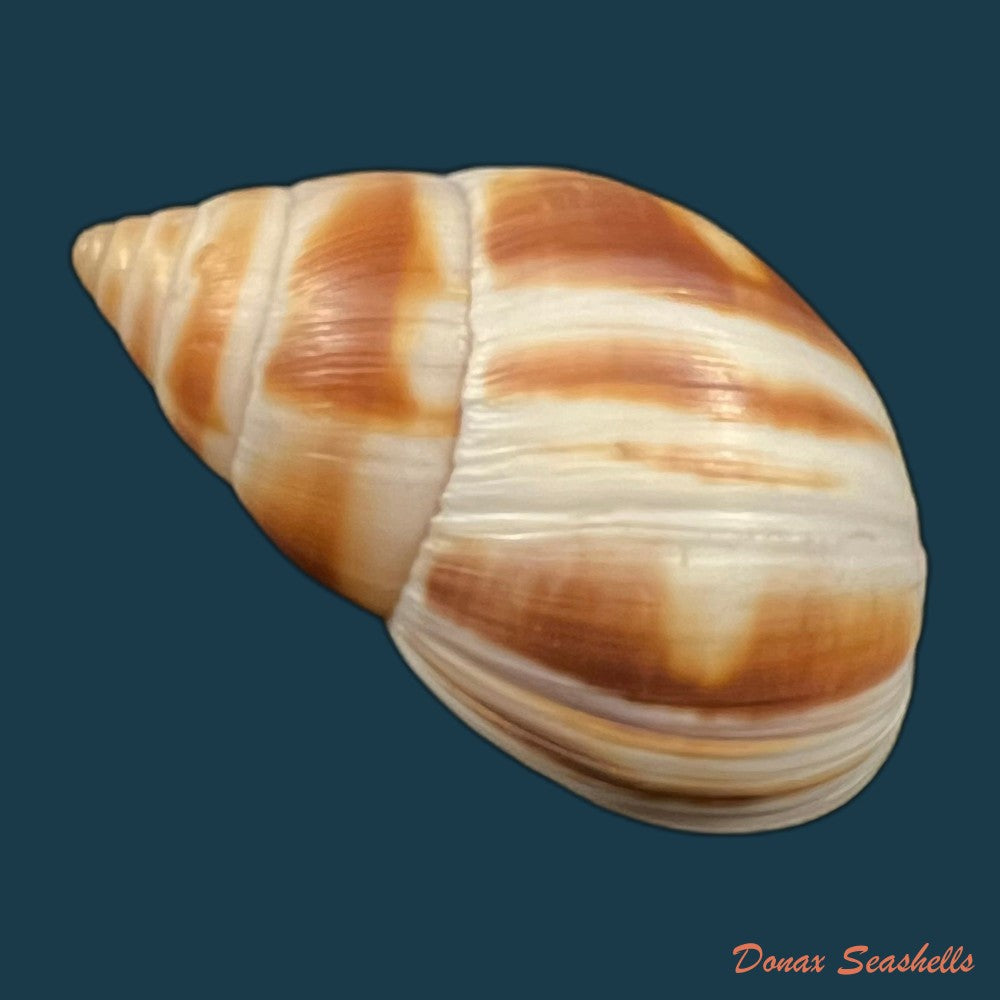 copia-de-clavator-grandidieri-crosse-p-fischer-1868-89mm