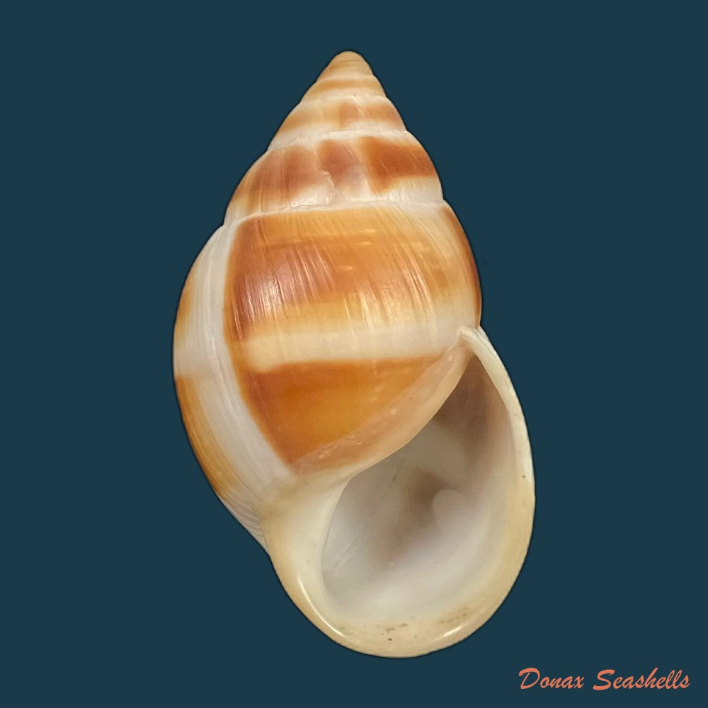 copia-de-clavator-grandidieri-crosse-p-fischer-1868-89mm