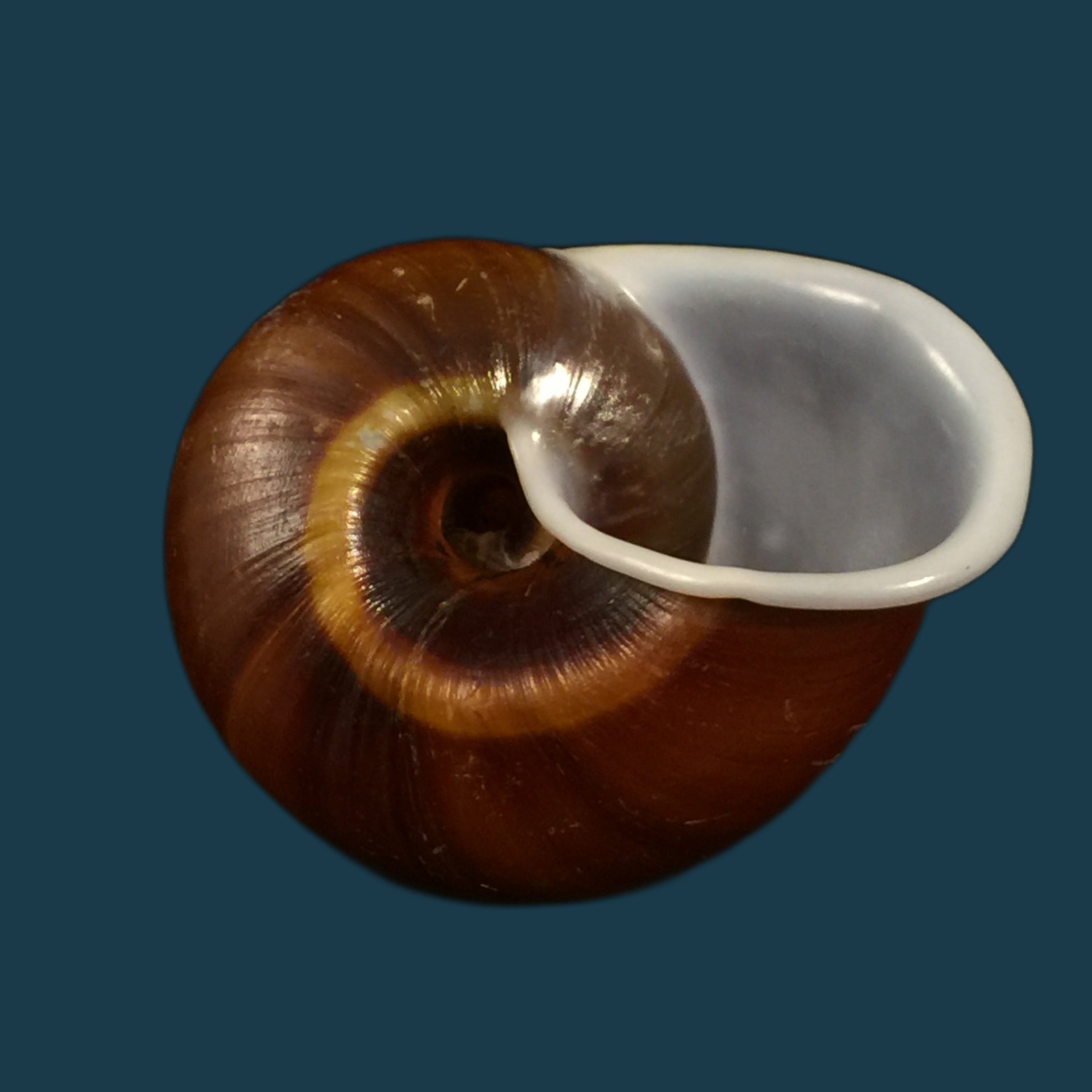 Ampelita sepulcralis (Férrussac, 1821) - 43,5mm