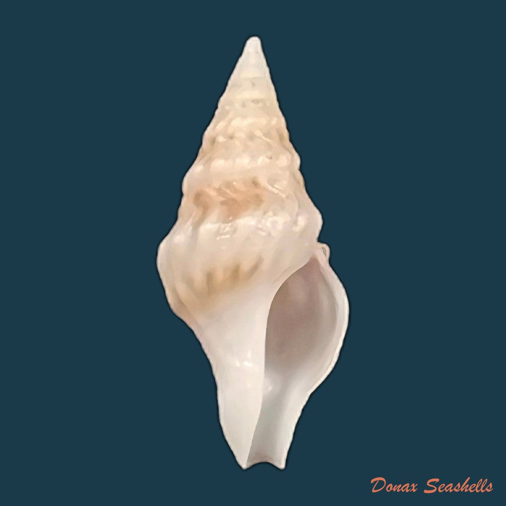 copia-de-clavatula-sp-19-4mm