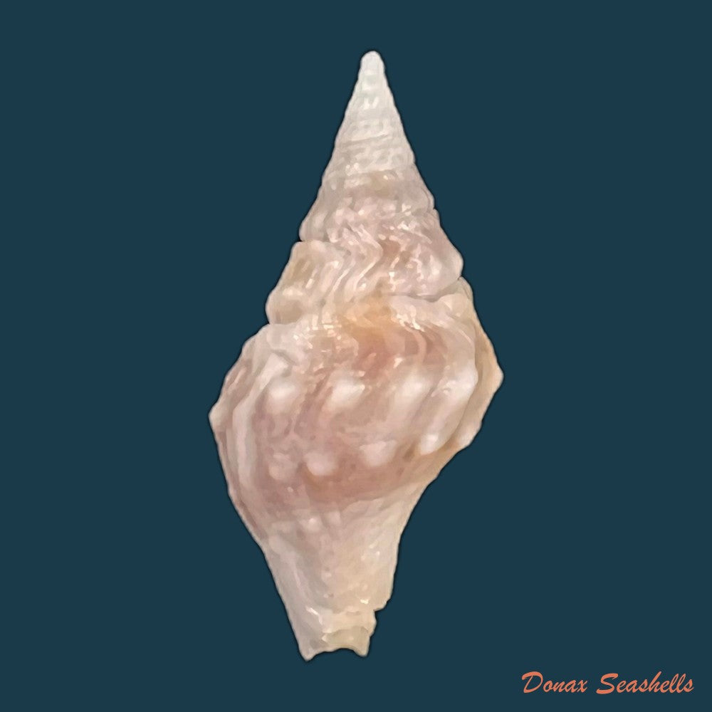 copia-de-clavatula-spirata-lamarck-1816-21-9mm