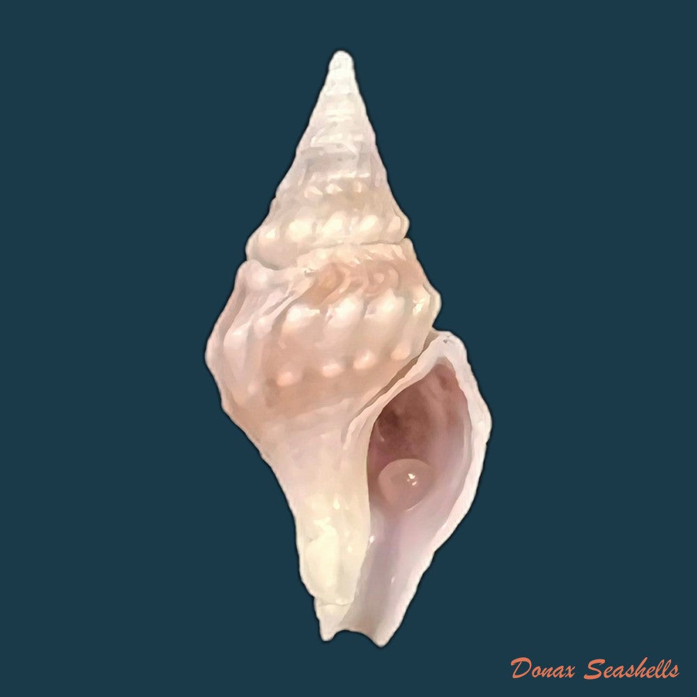 copia-de-clavatula-spirata-lamarck-1816-21-9mm