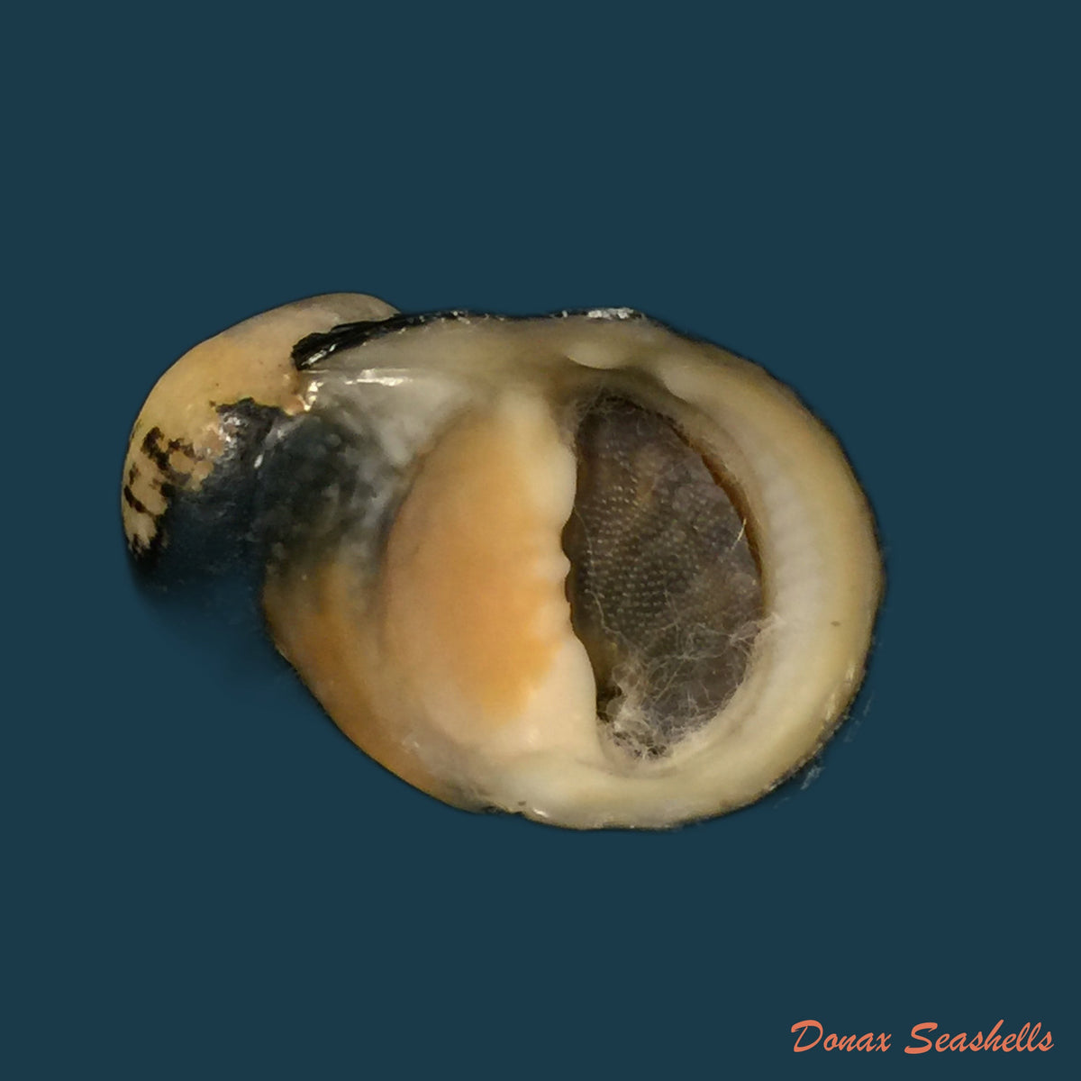 copia-de-clypeolum-latissimus-cassiculum-g-b-sowerby-i-1836-25-6mm