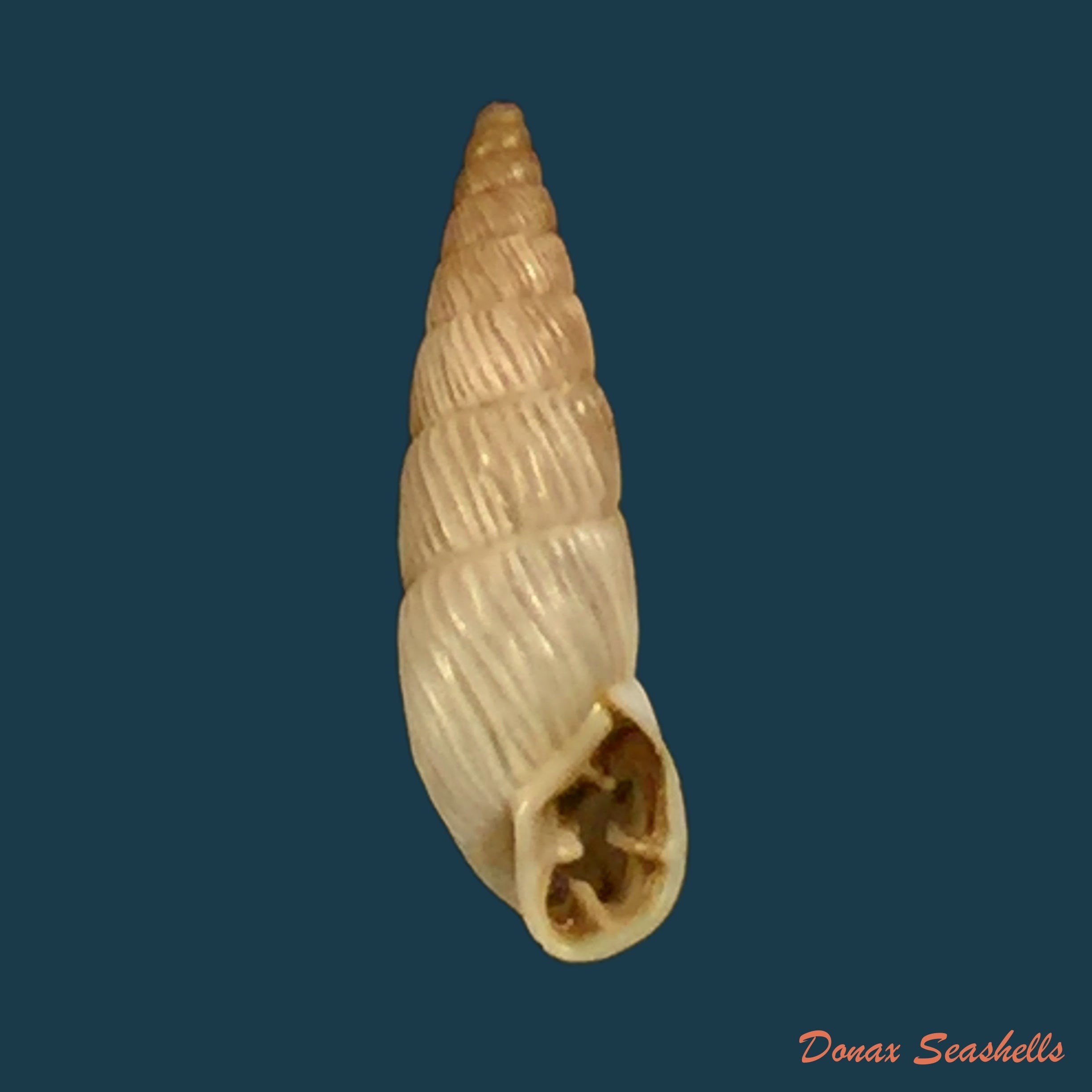 copia-de-clypeolum-latissimus-cassiculum-g-b-sowerby-i-1840