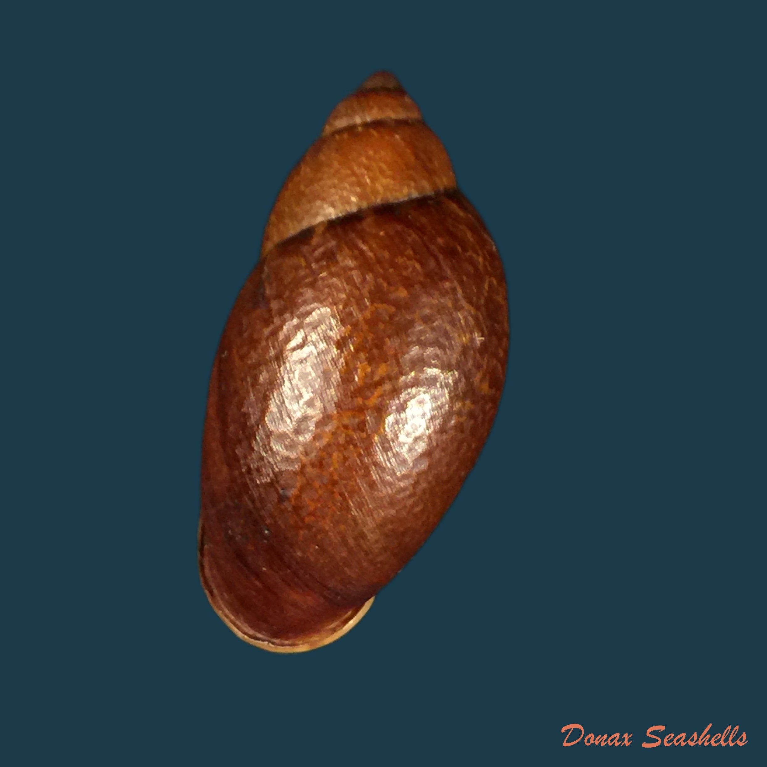 copia-de-cochlorina-intensior-pilsbry-1898-33-8mm