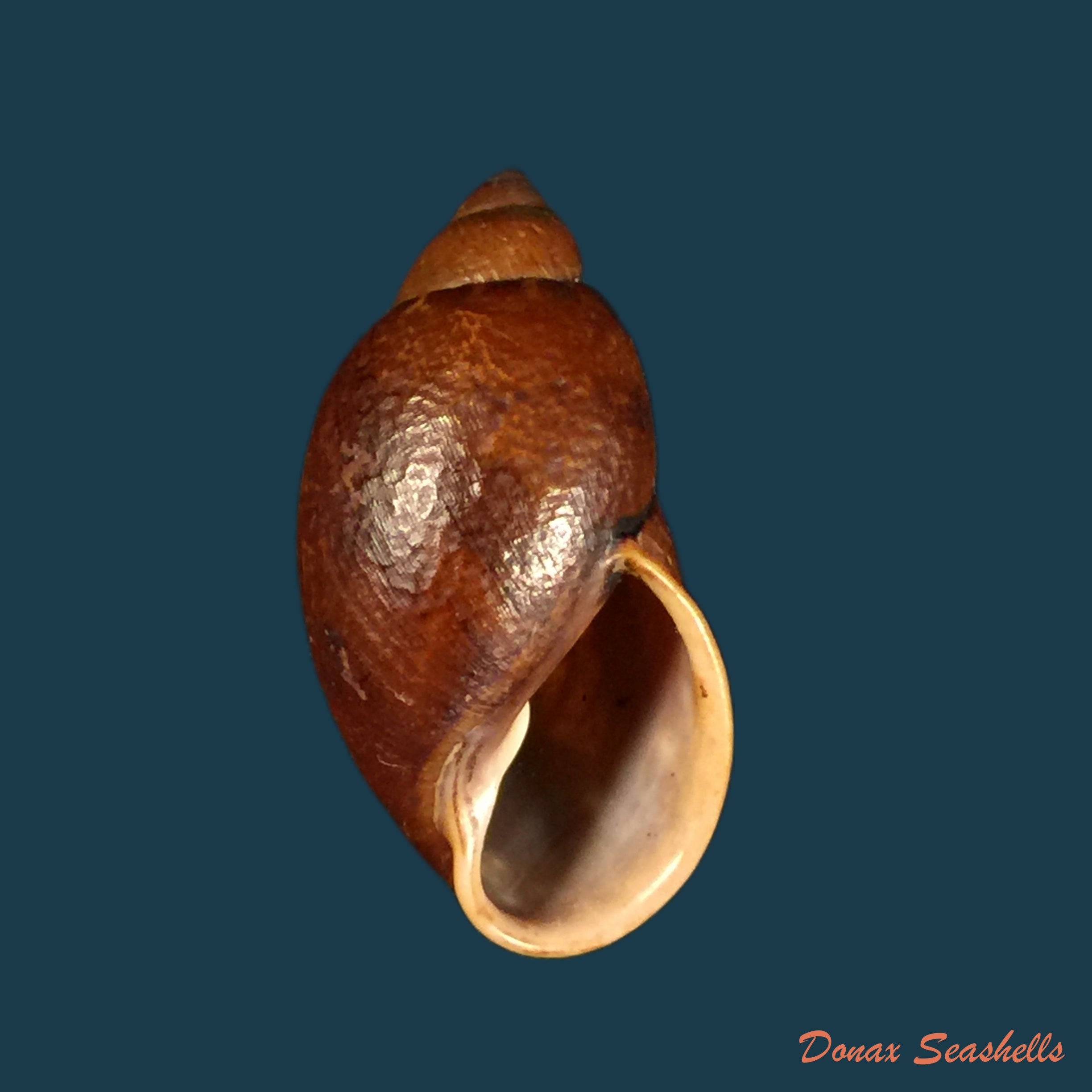 copia-de-cochlorina-intensior-pilsbry-1898-33-8mm
