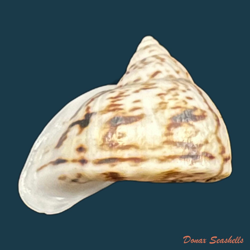 copia-de-cochlorina-lateralis-menke-1828-27-4mm