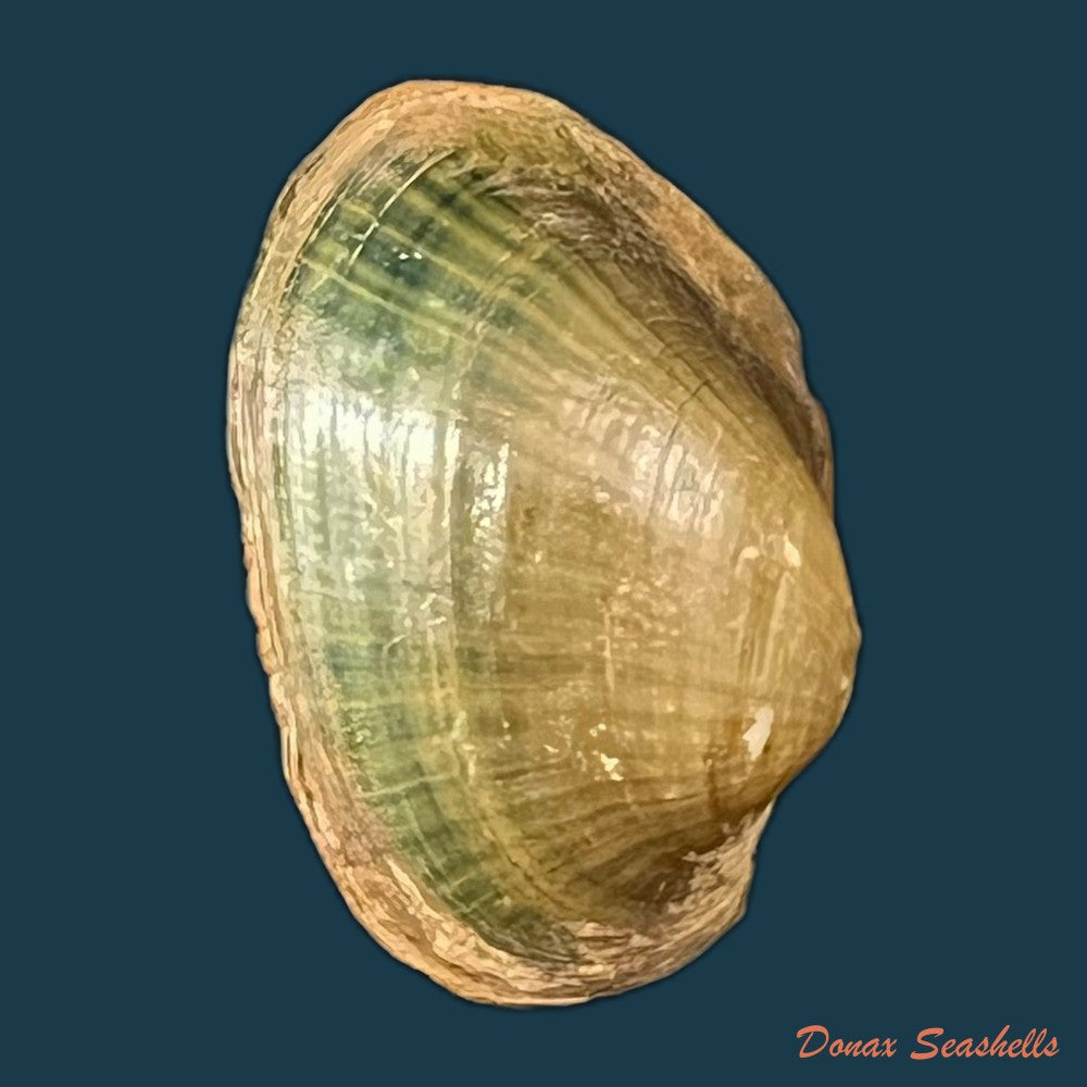 copia-de-coelatura-aegyptiaca-cailliaud-1827-23-3mm