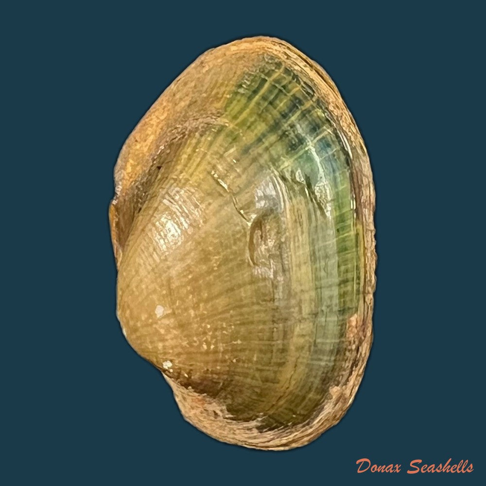 copia-de-coelatura-aegyptiaca-cailliaud-1827-23-3mm