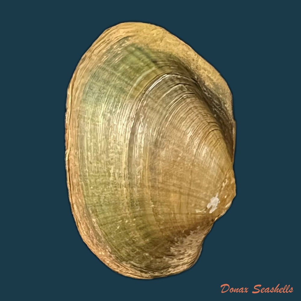 copia-de-coelatura-aegyptiaca-cailliaud-1827-23-6mm