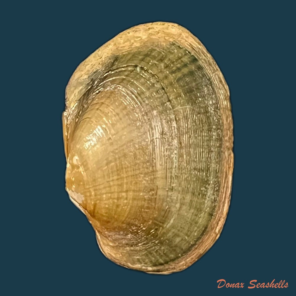 copia-de-coelatura-aegyptiaca-cailliaud-1827-23-6mm