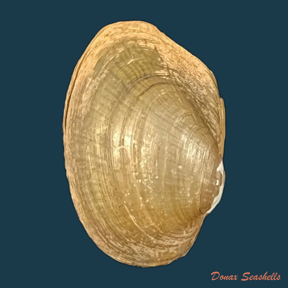 copia-de-coelatura-aegyptiaca-cailliaud-1827-25-6mm