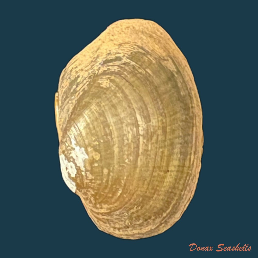 copia-de-coelatura-aegyptiaca-cailliaud-1827-25-6mm
