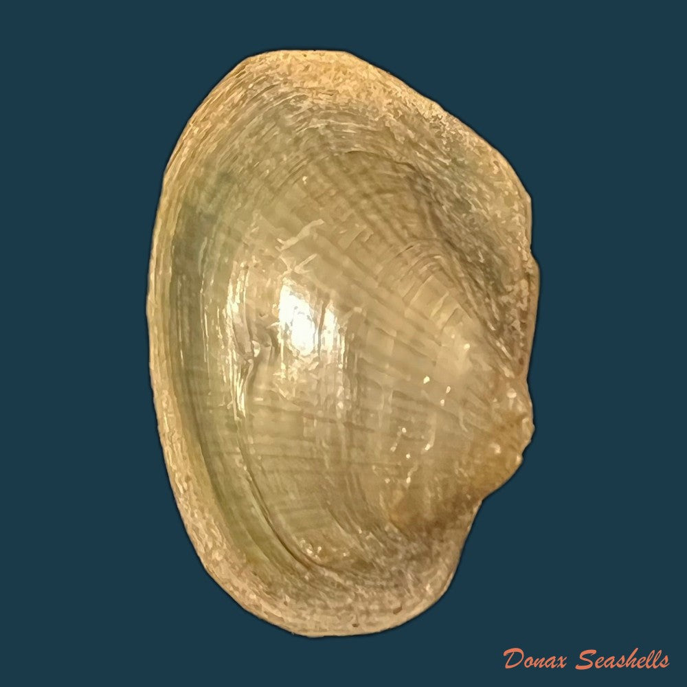 copia-de-coelatura-aegyptiaca-cailliaud-1827-25-8mm