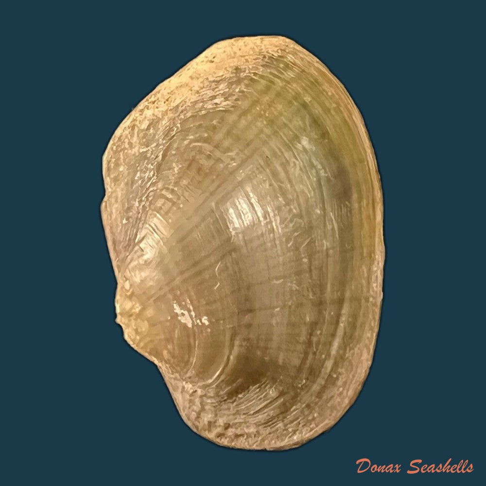 copia-de-coelatura-aegyptiaca-cailliaud-1827-25-8mm