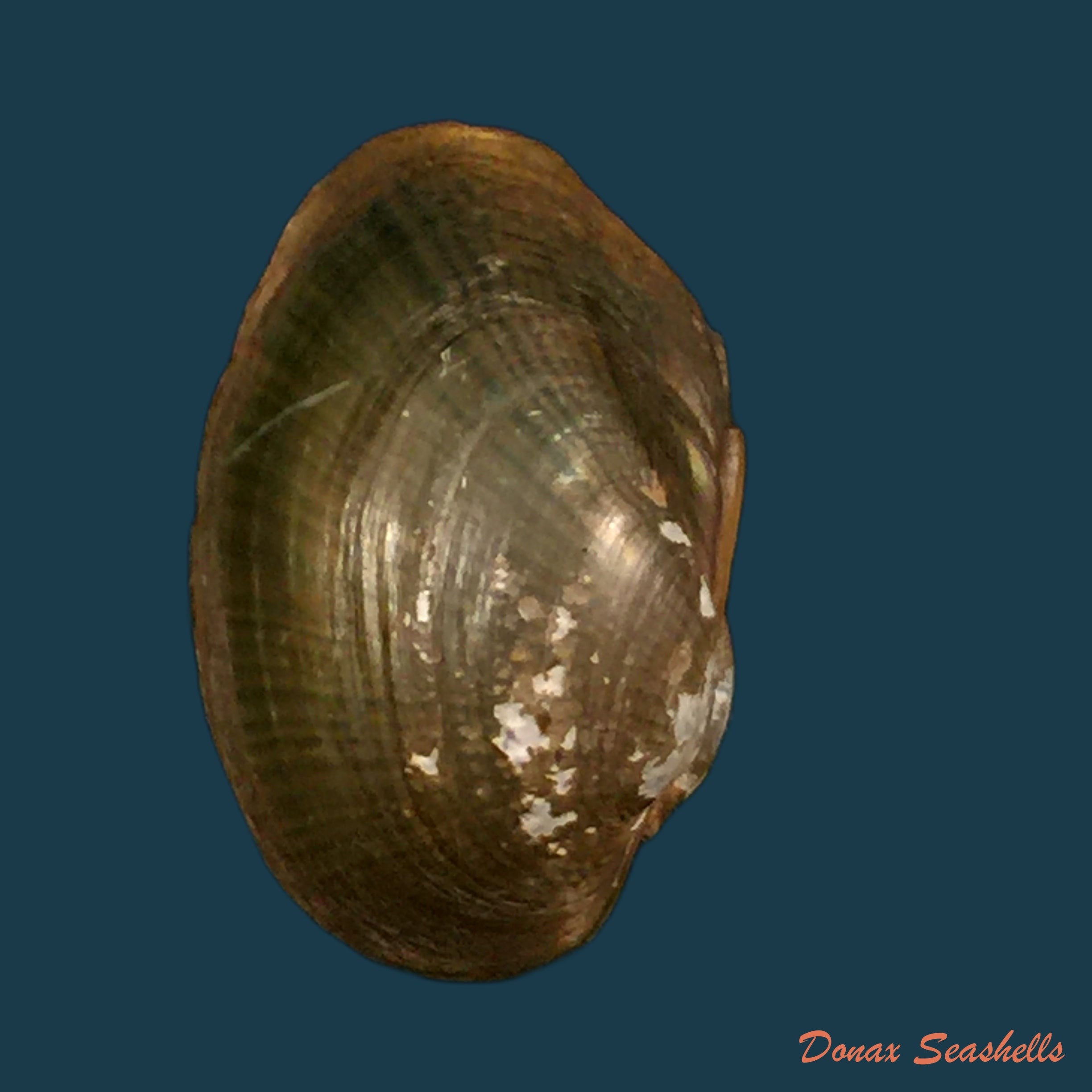 copia-de-coelatura-aegyptiaca-cailliaud-1827-28-8mm