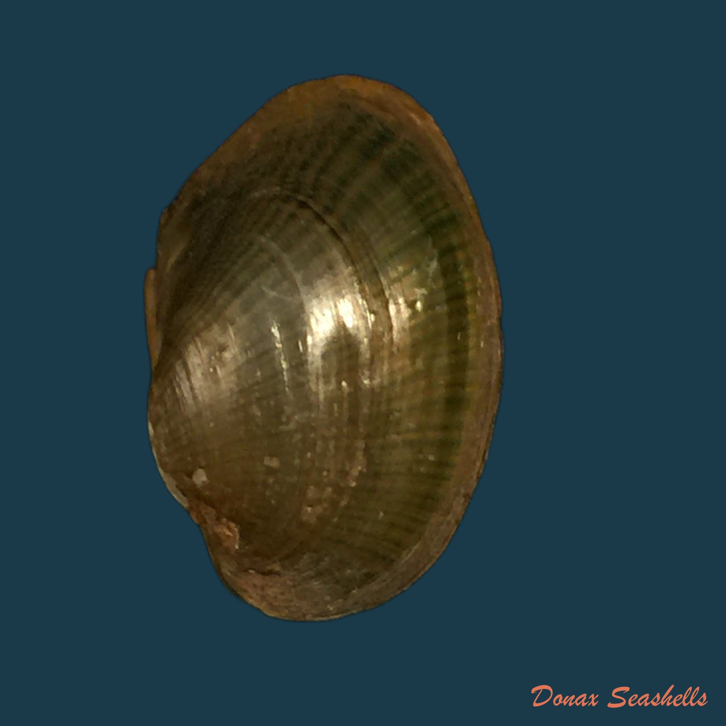 copia-de-coelatura-aegyptiaca-cailliaud-1827-28-8mm