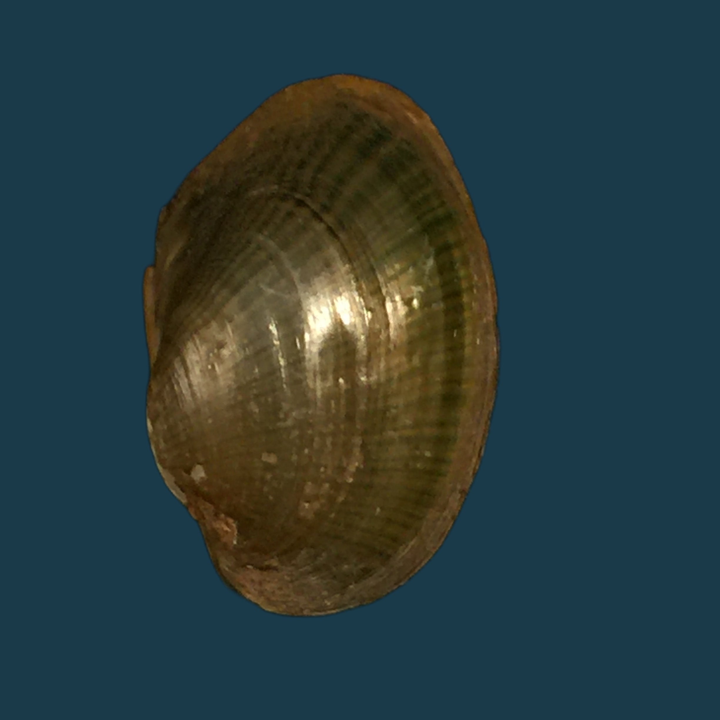 Coelatura aegyptiaca (Cailliaud, 1827) - 29,4mm