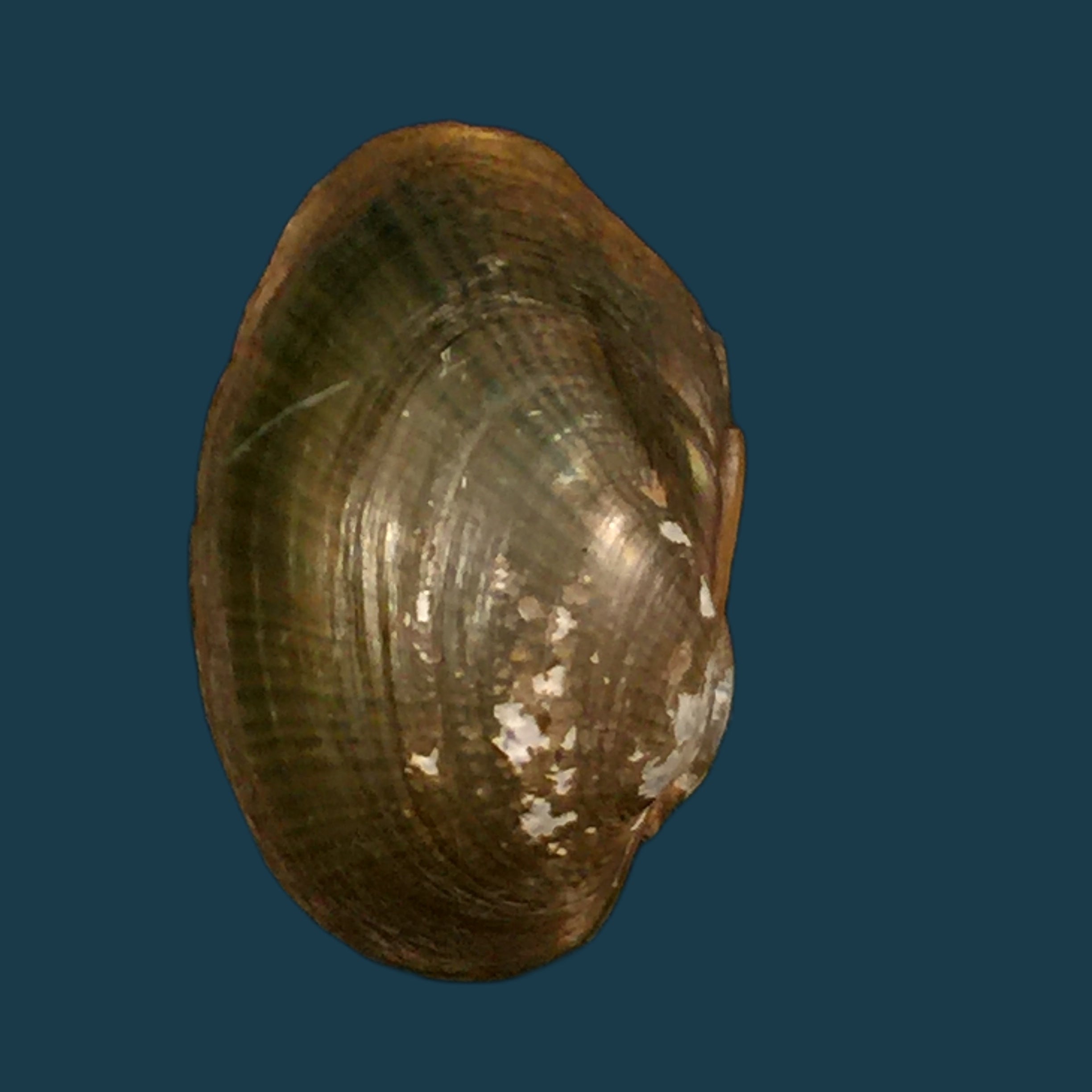 Coelatura aegyptiaca (Cailliaud, 1827) - 29,4mm