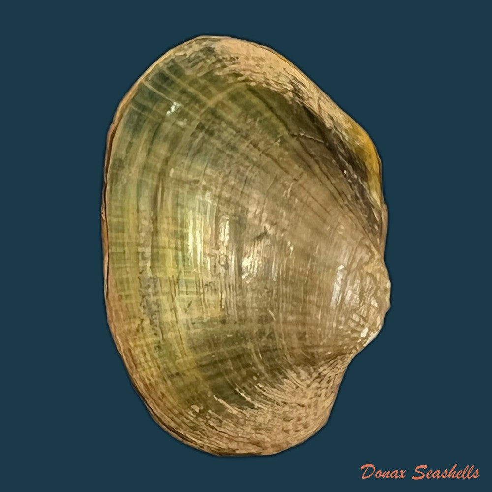 copia-de-coelatura-aegyptiaca-cailliaud-1827-29-4mm