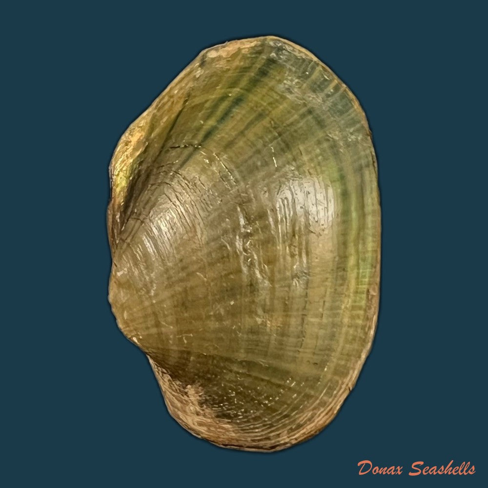 copia-de-coelatura-aegyptiaca-cailliaud-1827-29-4mm
