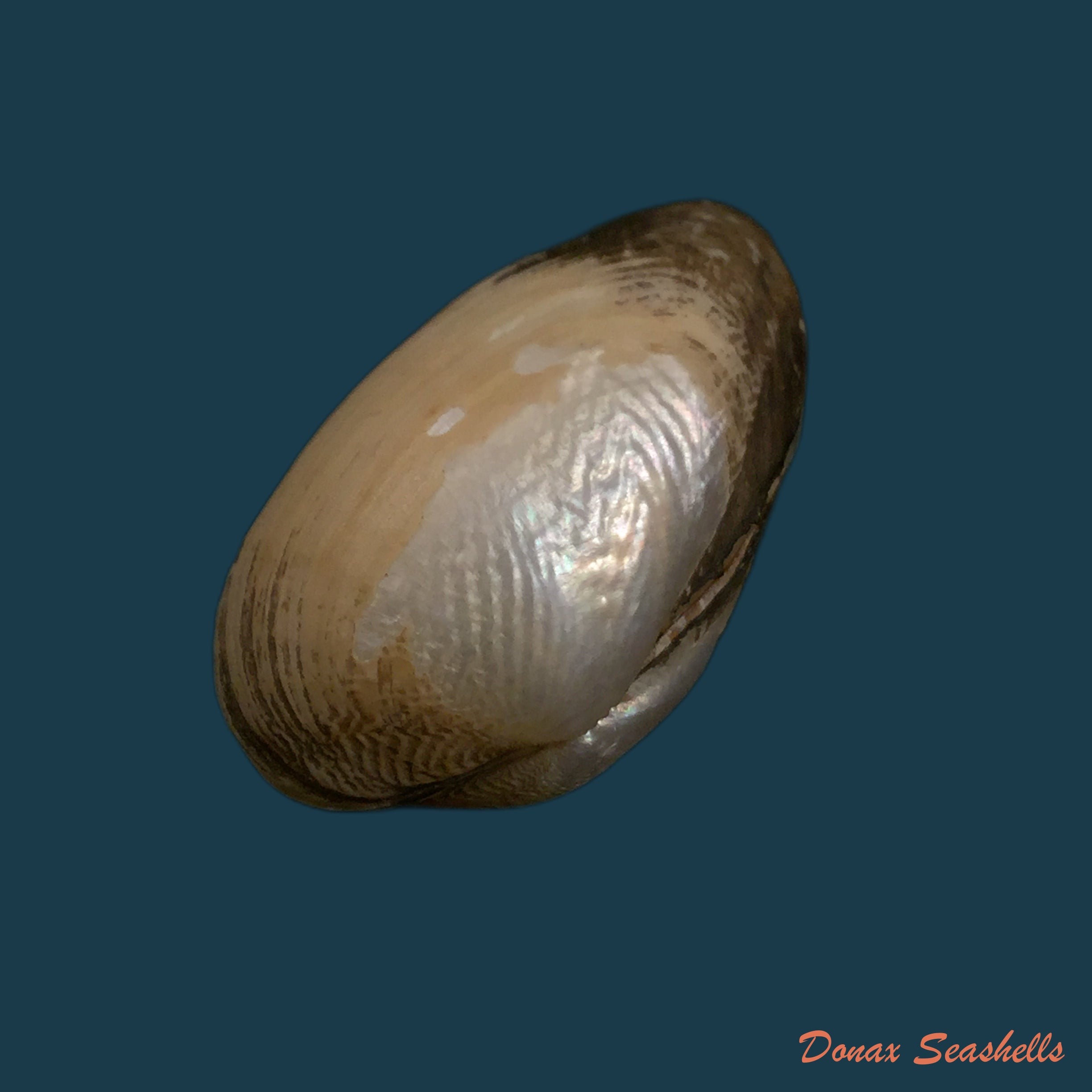 copia-de-coelatura-kunenensis-mausson-1887-36-8mm-1