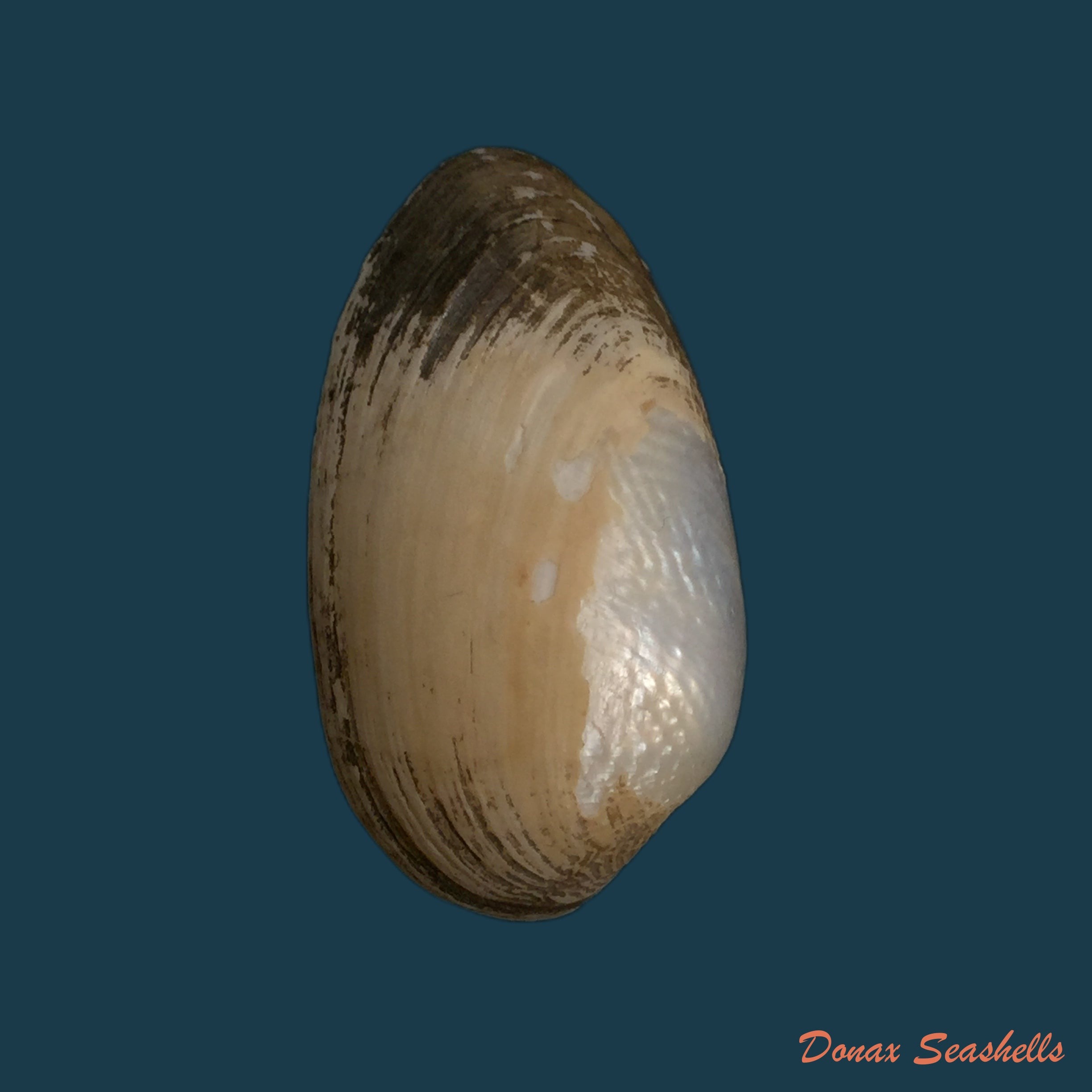 copia-de-coelatura-kunenensis-mausson-1887-36-8mm-1