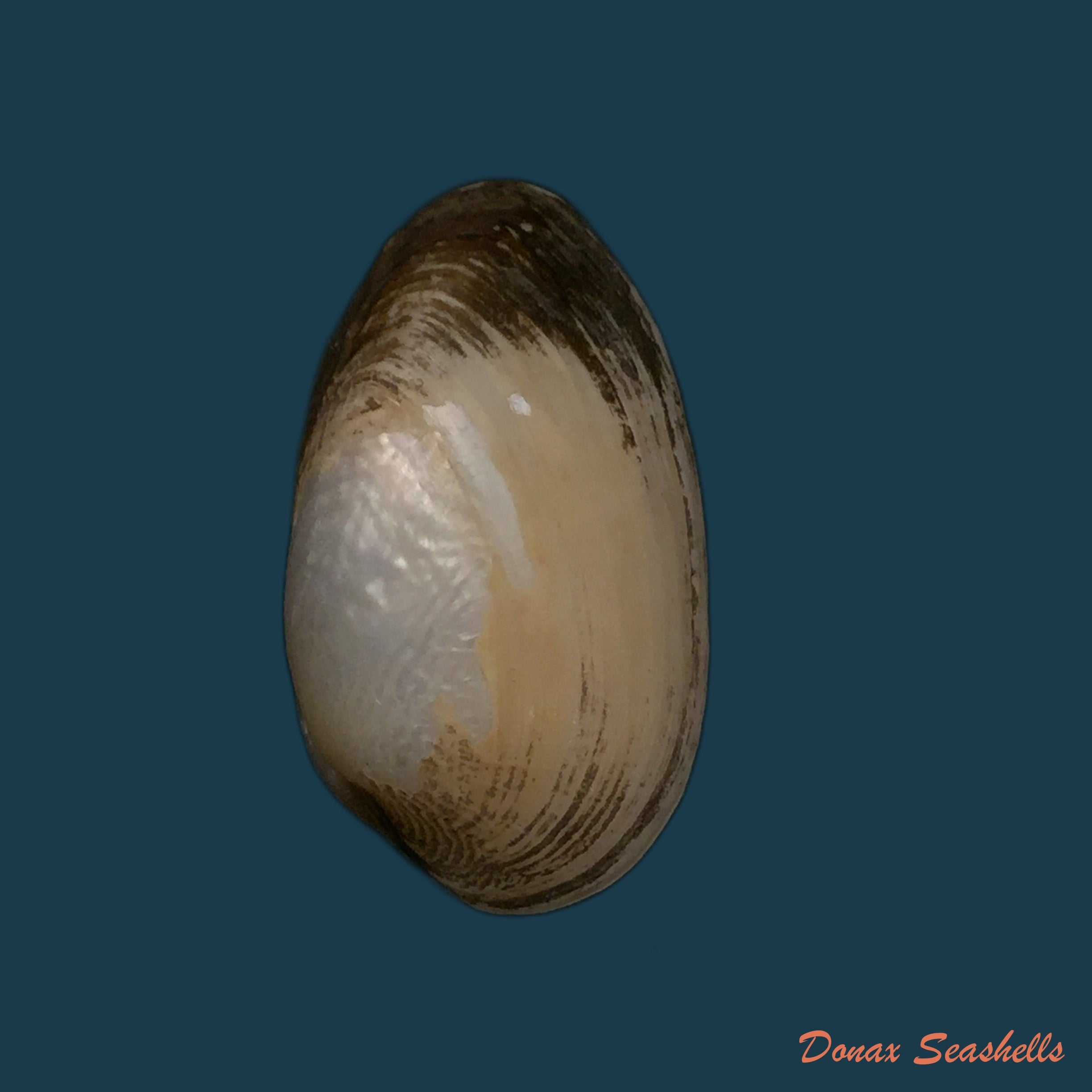 copia-de-coelatura-kunenensis-mausson-1887-36-8mm-1