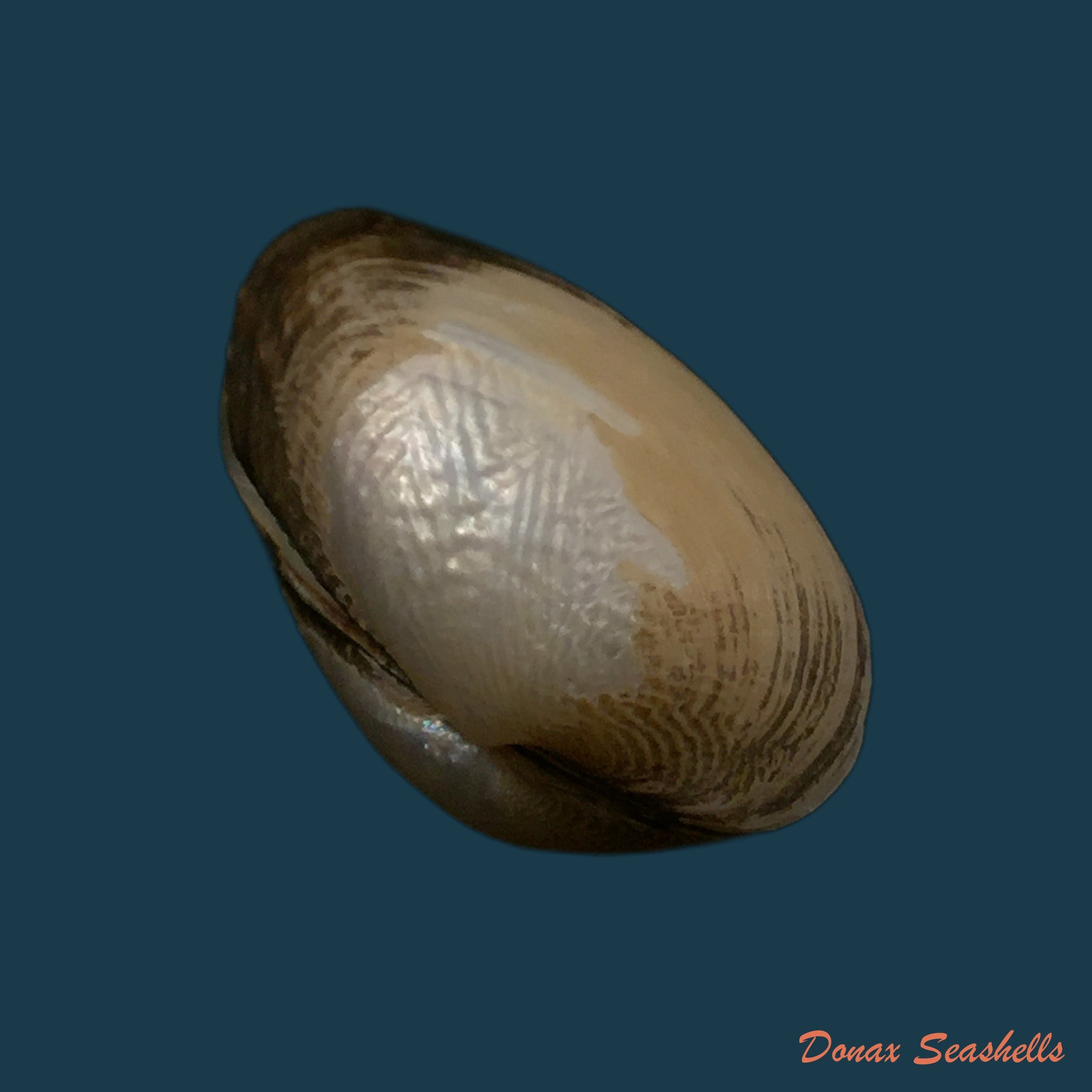 copia-de-coelatura-kunenensis-mausson-1887-36-8mm-1