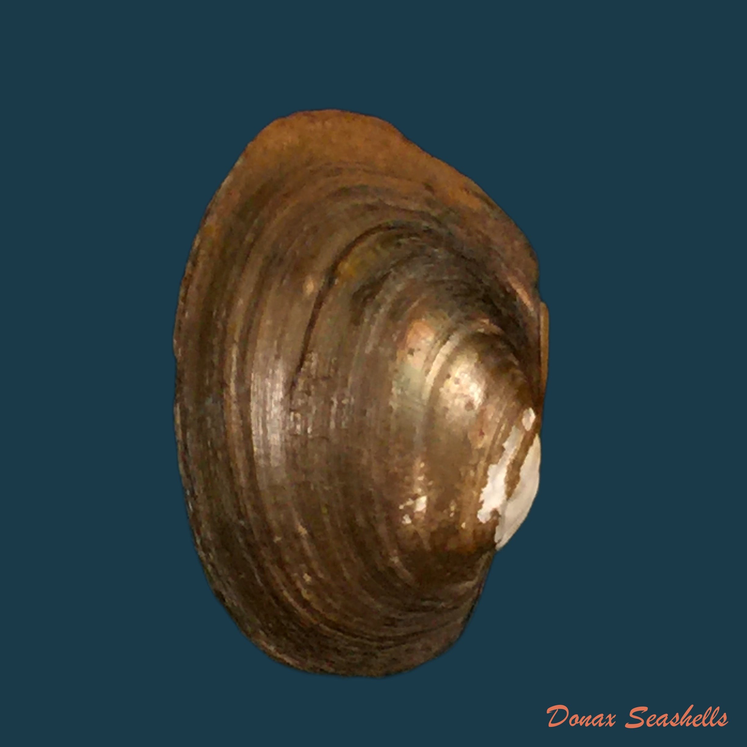 copia-de-coelatura-monceti-bourguignat-1883-26-3mm-1