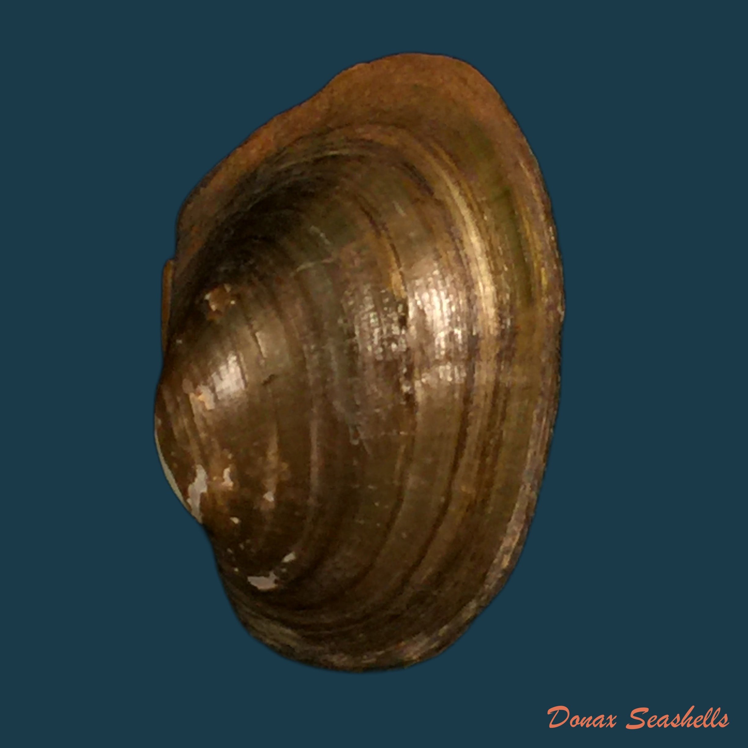 copia-de-coelatura-monceti-bourguignat-1883-26-3mm-1