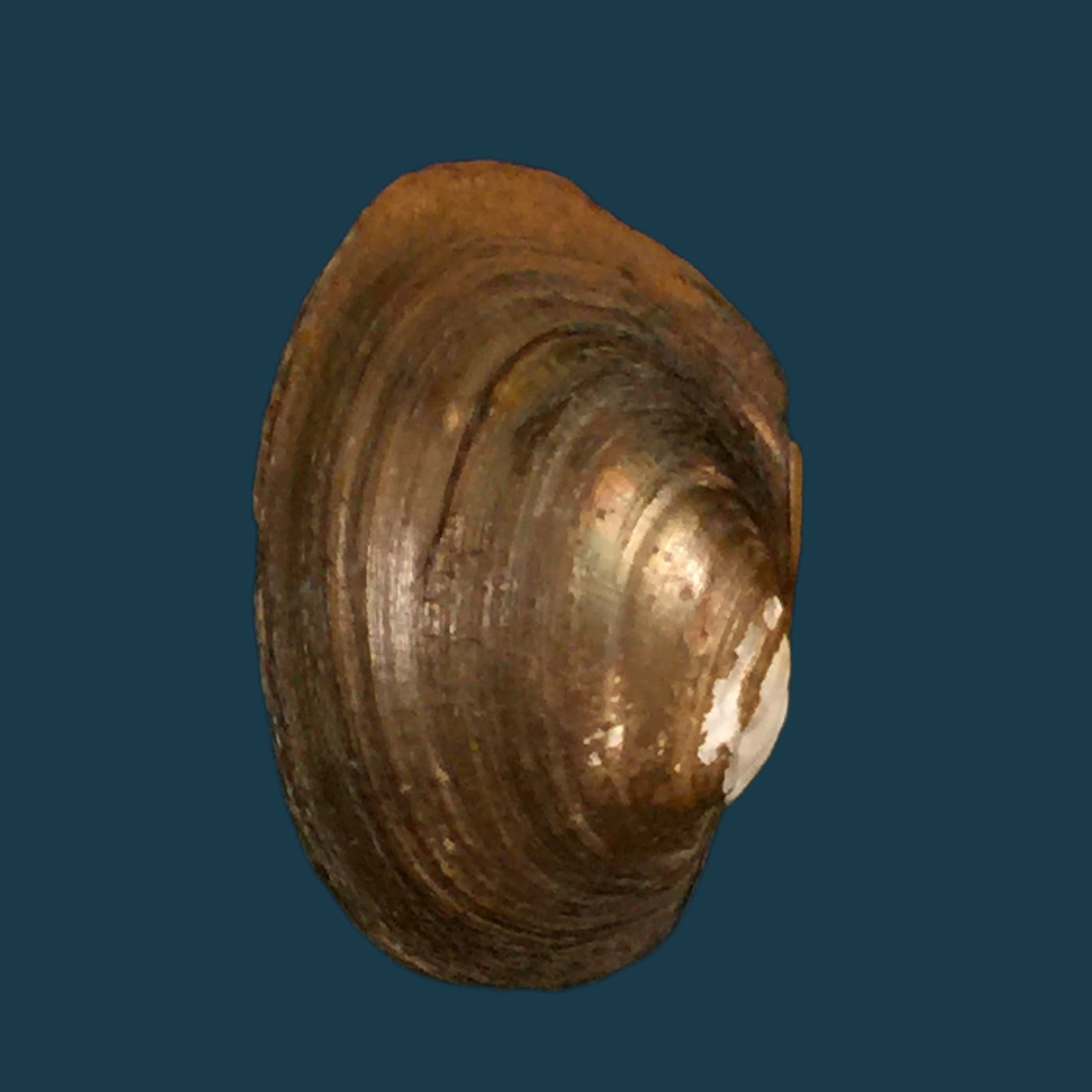 Coelatura aegyptiaca (Cailliaud, 1827) - 28,8mm