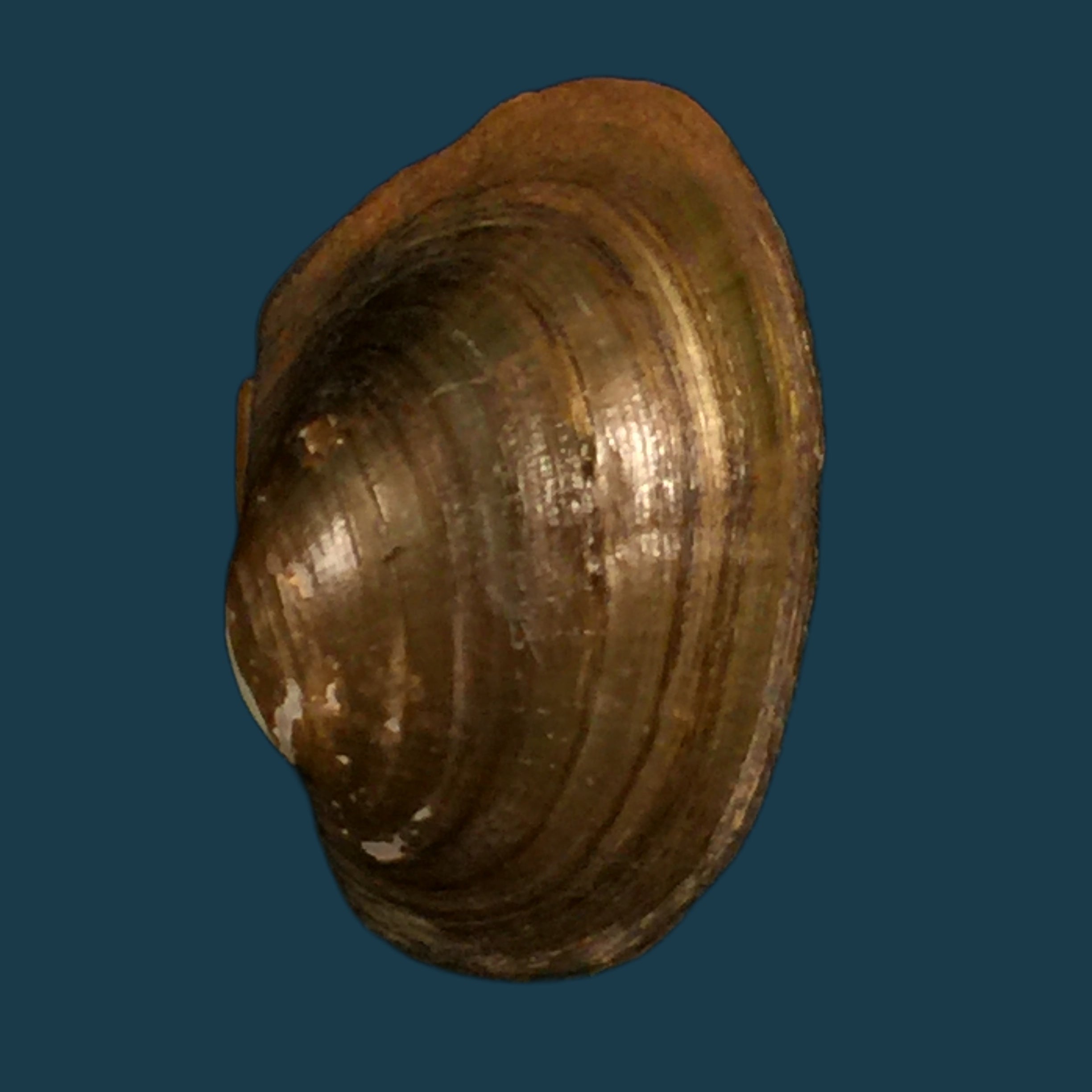 Coelatura aegyptiaca (Cailliaud, 1827) - 28,8mm
