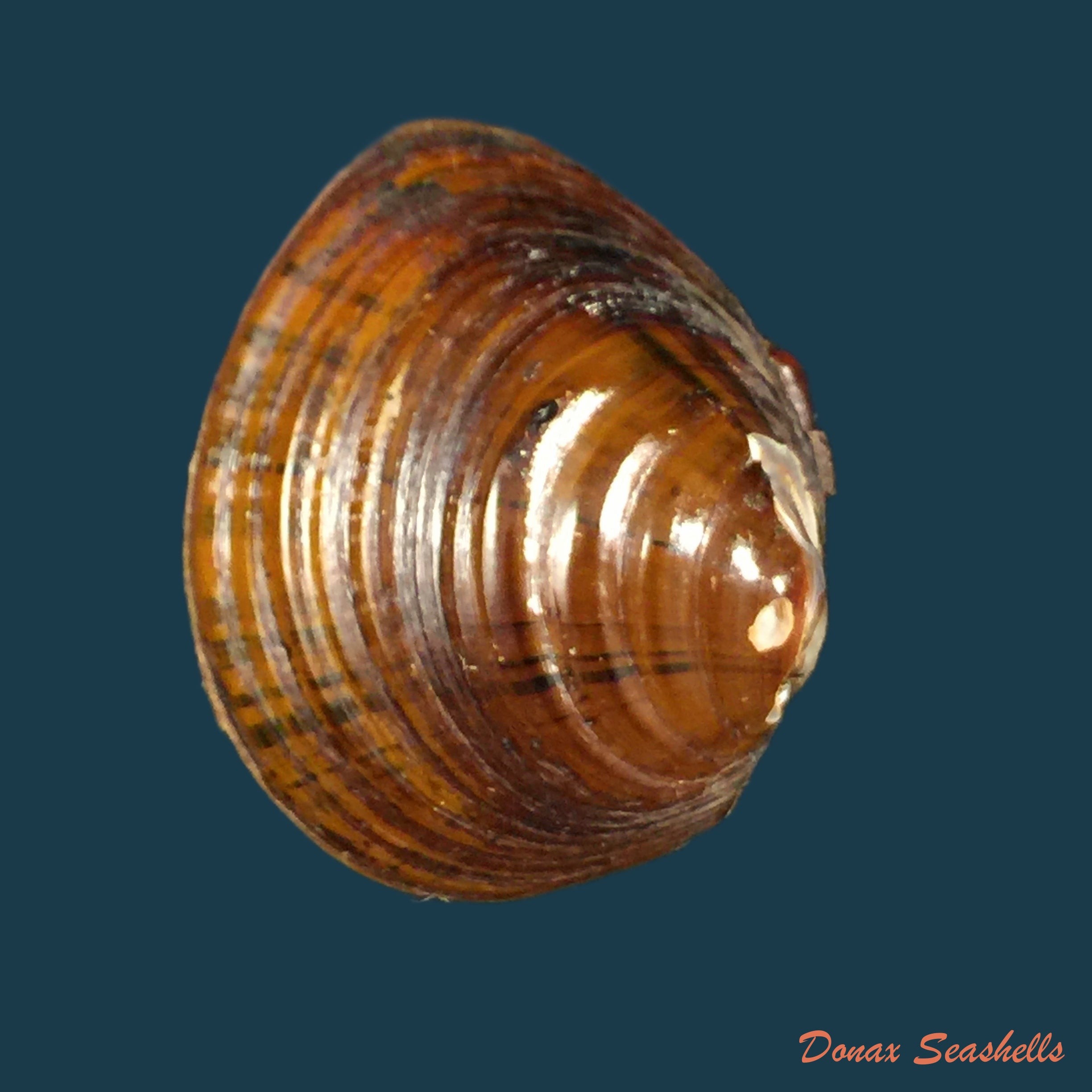 copia-de-coelatura-monceti-bourguignat-1883-26-3mm