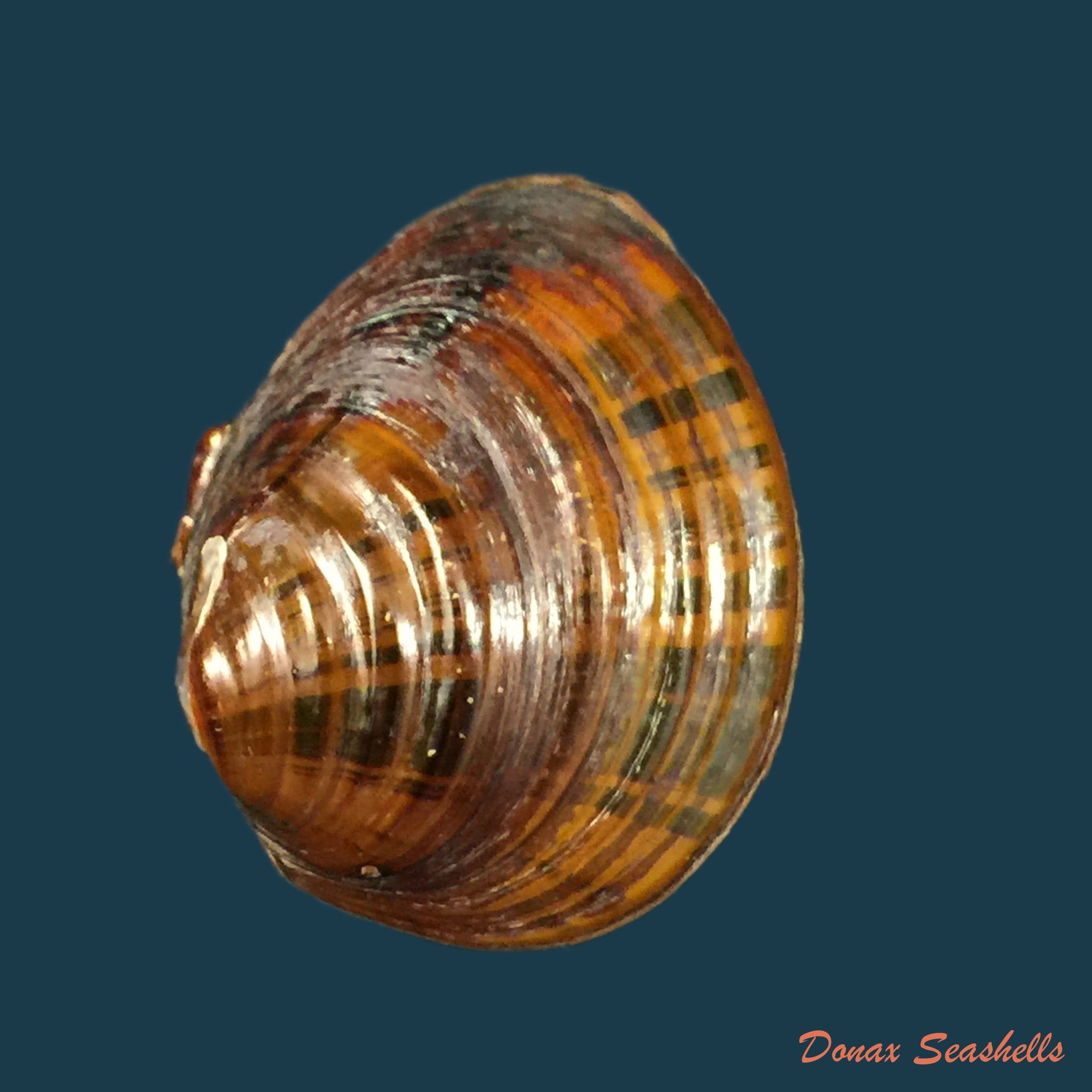 copia-de-coelatura-monceti-bourguignat-1883-26-3mm