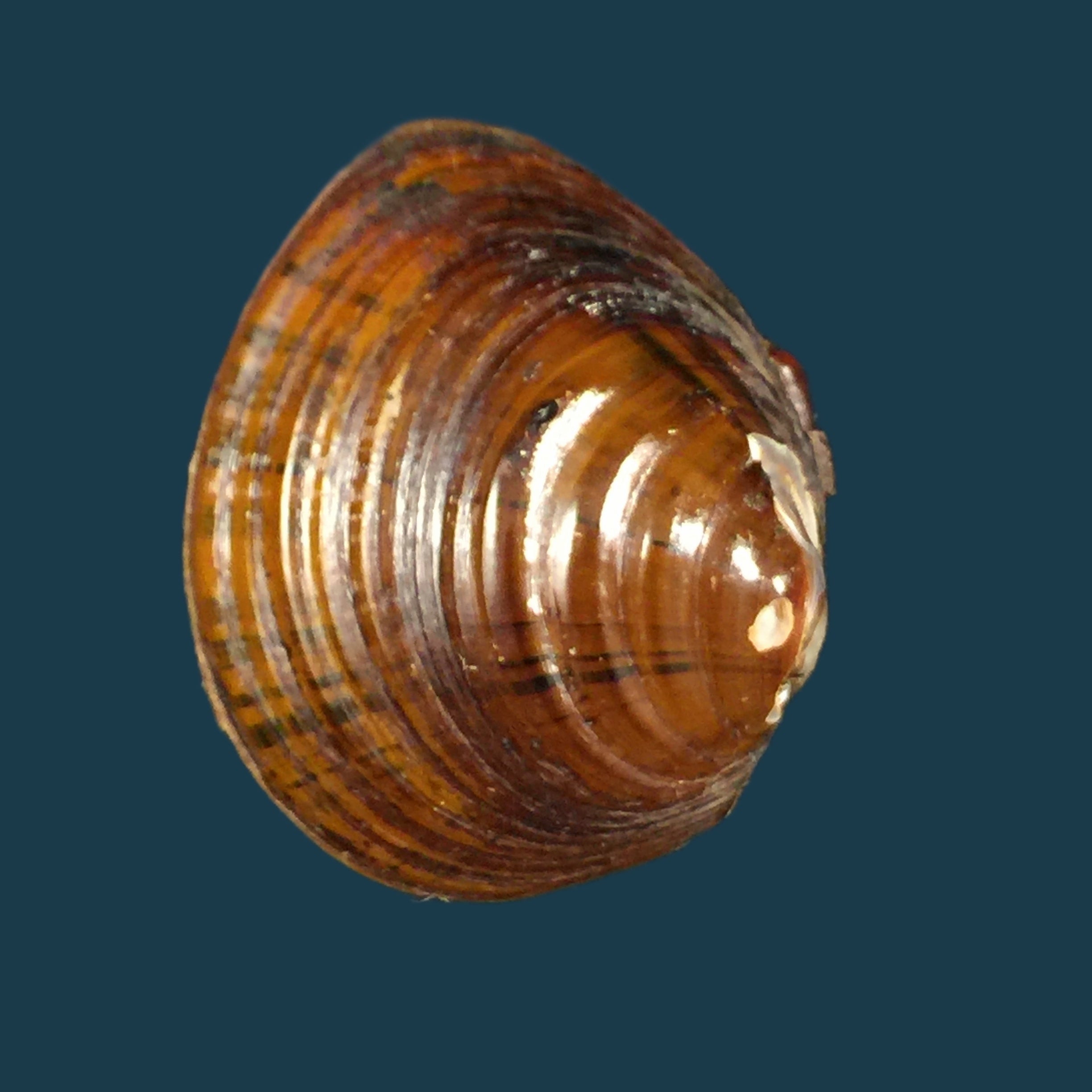 Shistodesmus lampreyanus (Baird & Adams, 1867) - 41,7mm