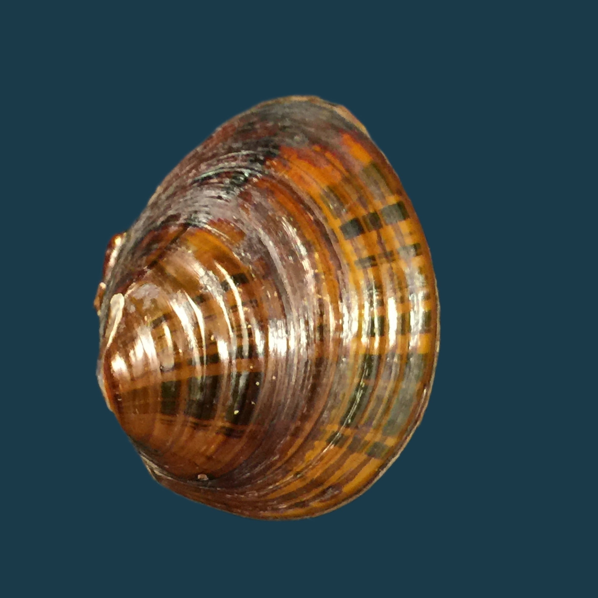 Shistodesmus lampreyanus (Baird & Adams, 1867) - 41,7mm