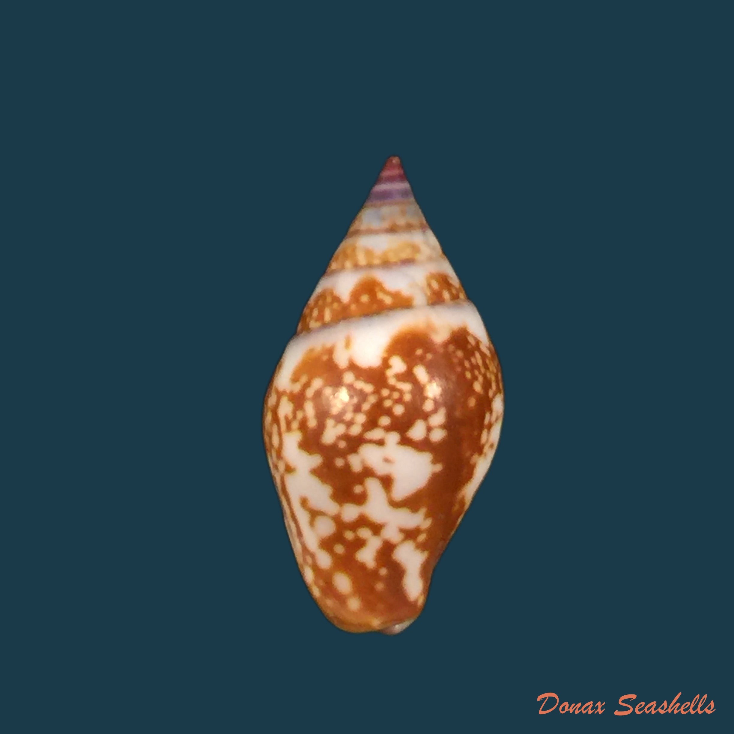 copia-de-columbella-fuscata-g-b-sowerby-i-1832-19-5mm