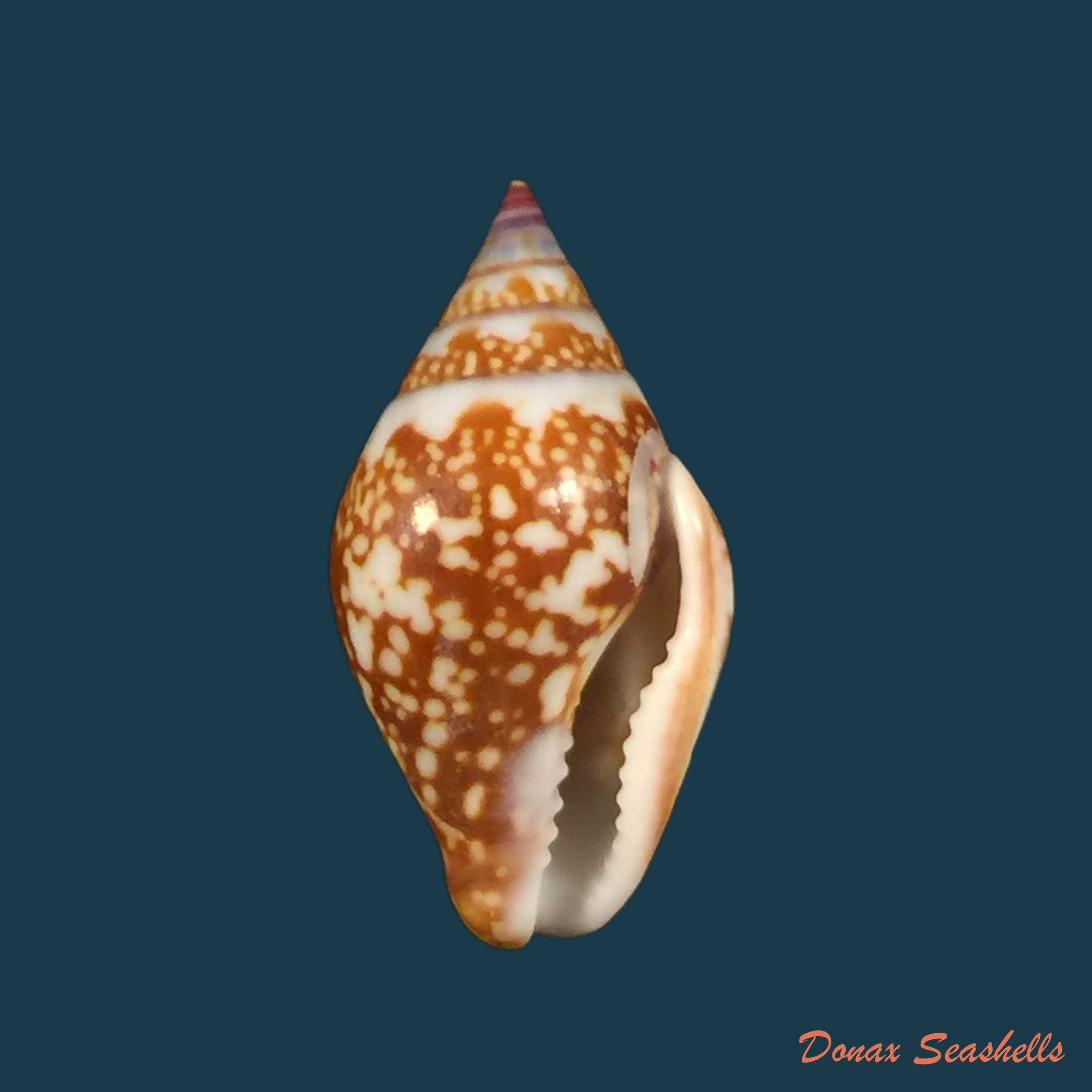copia-de-columbella-fuscata-g-b-sowerby-i-1832-19-5mm