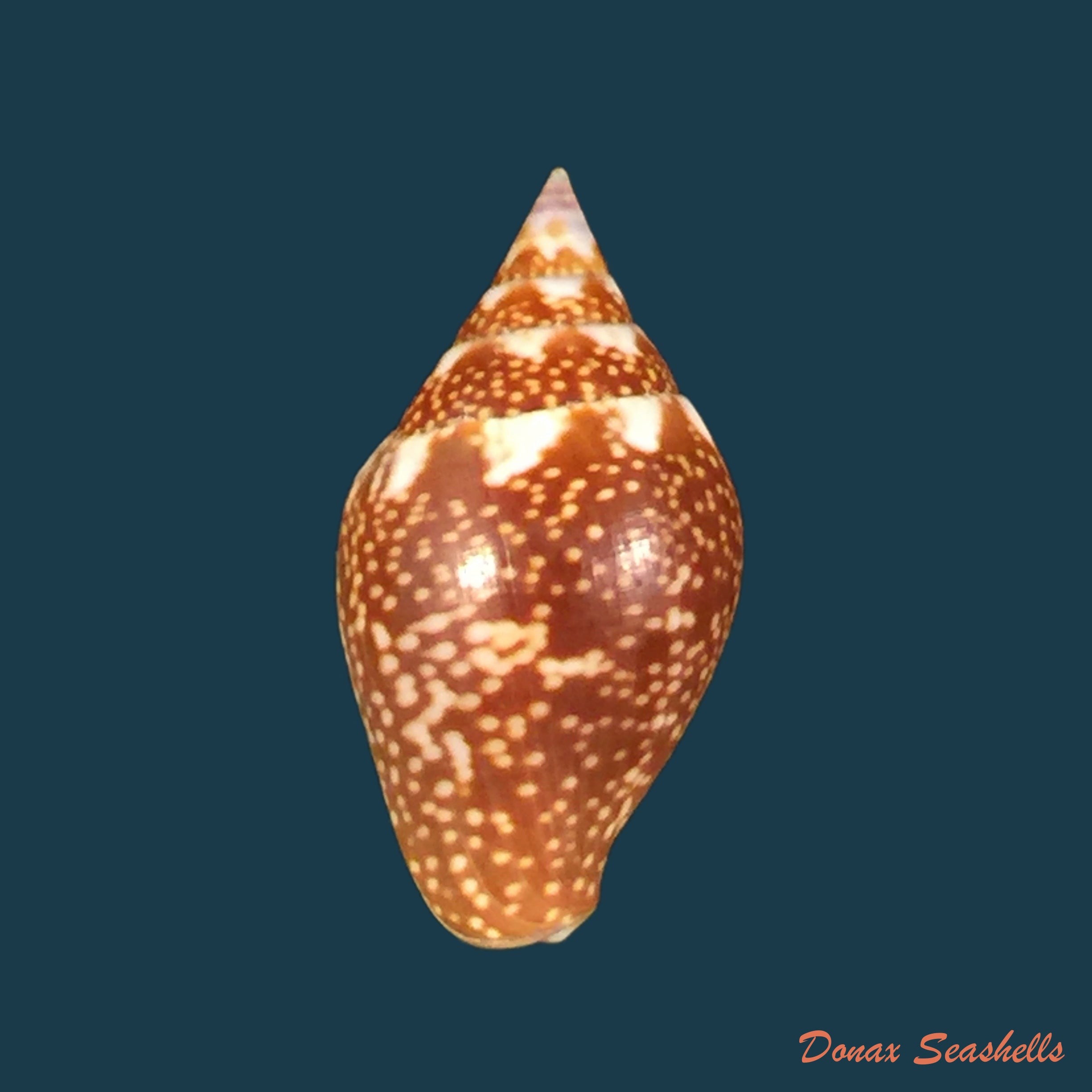 copia-de-columbella-fuscata-g-b-sowerby-i-1832-21mm