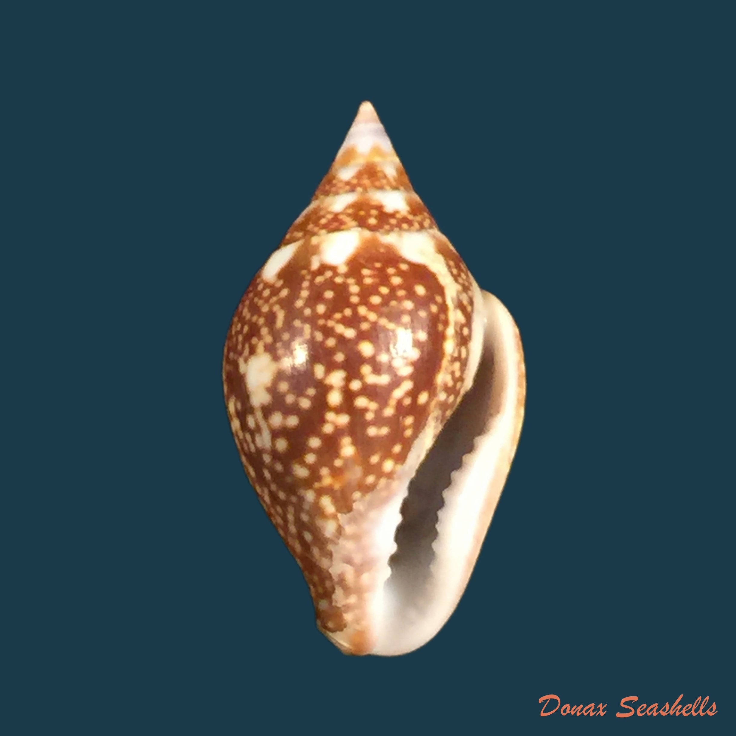copia-de-columbella-fuscata-g-b-sowerby-i-1832-21mm