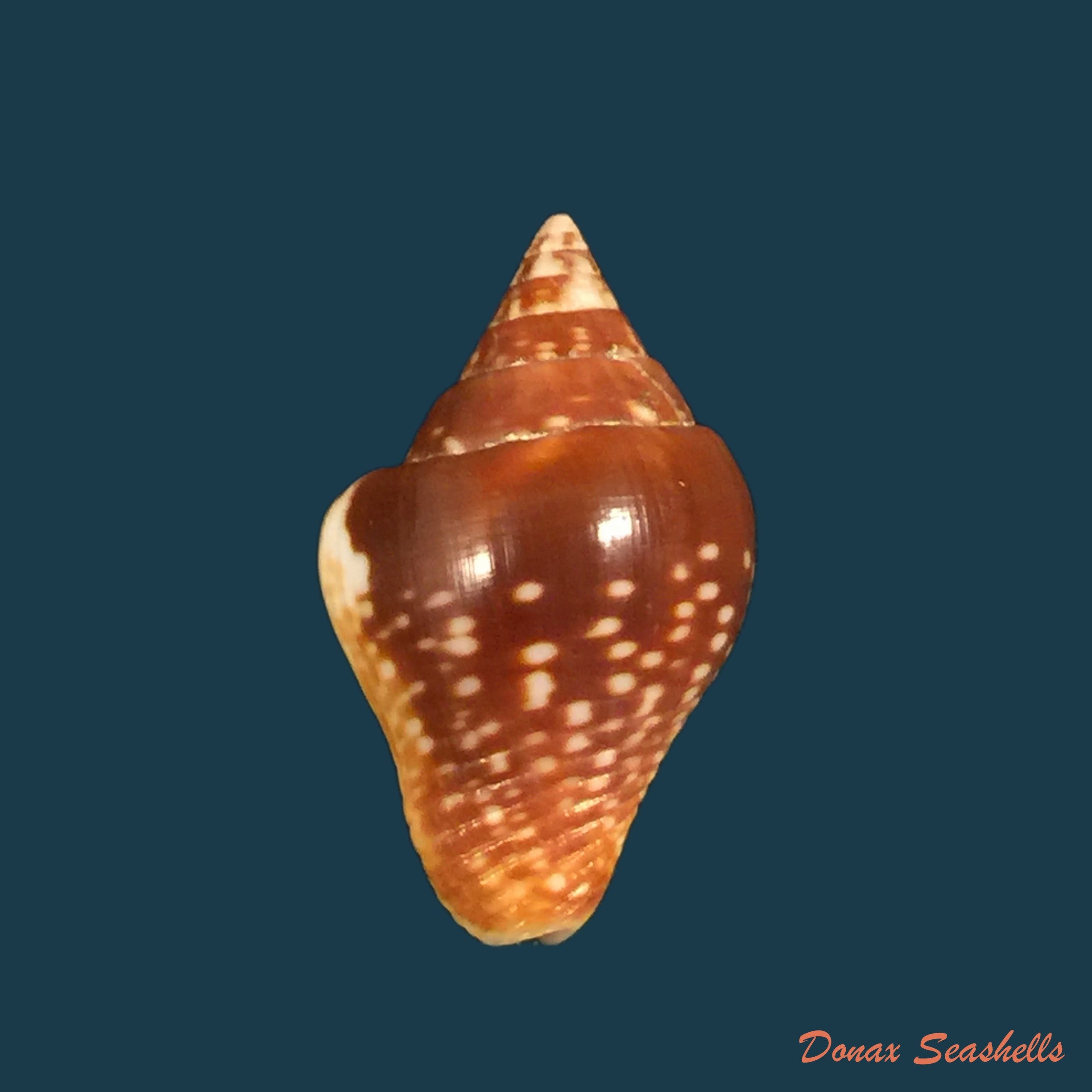copia-de-columbella-major-g-b-sowerby-i-1832-21-9mm