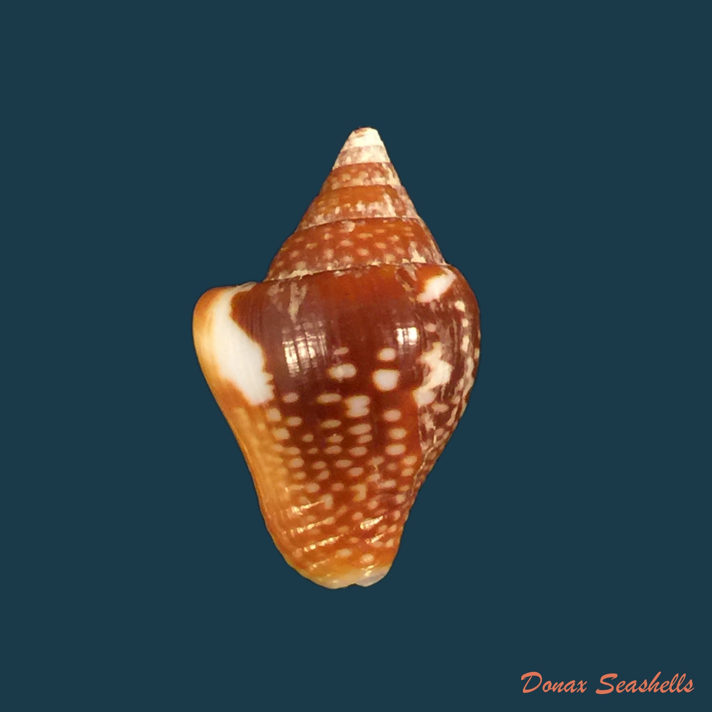 copia-de-columbella-major-g-b-sowerby-i-1832-22-5mm
