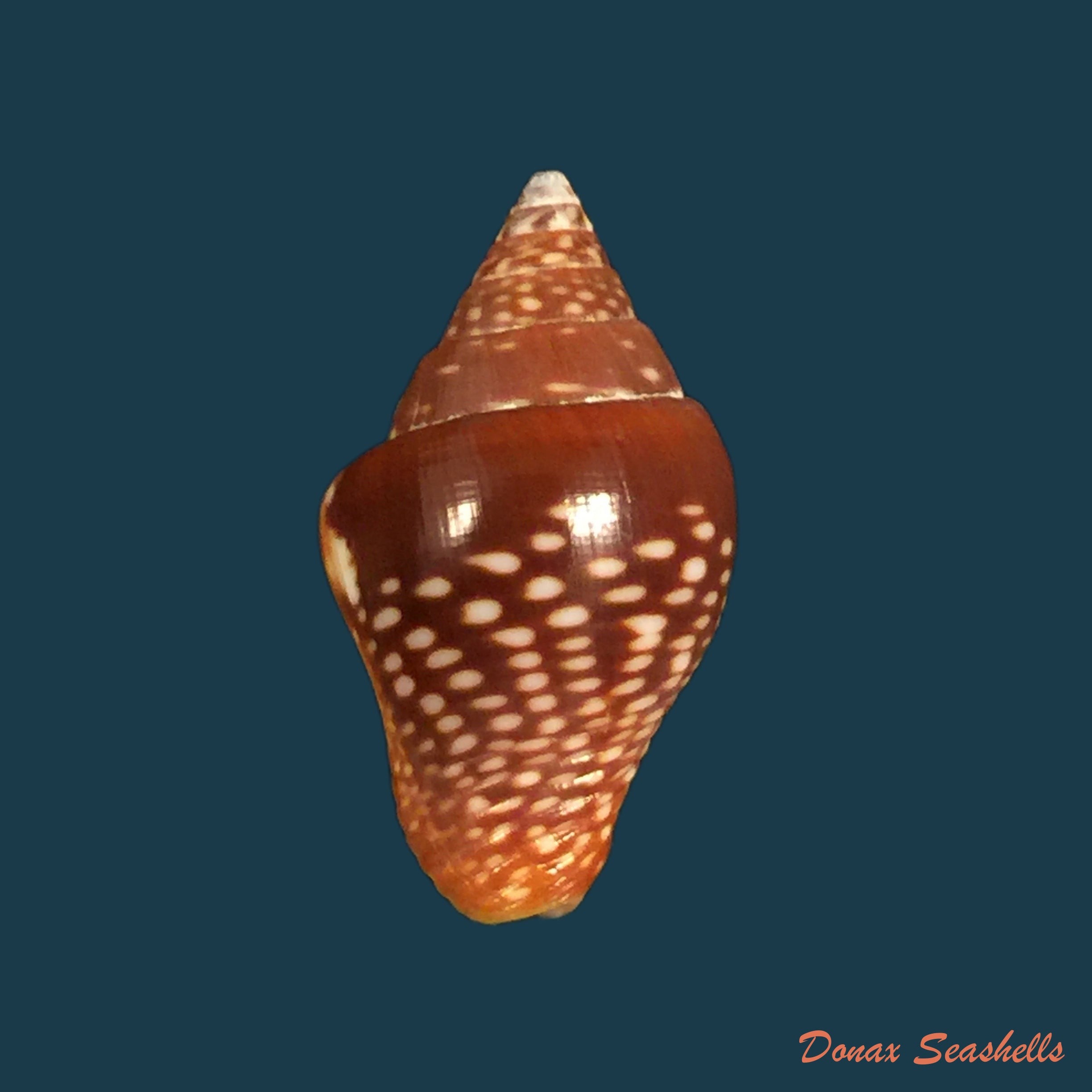 copia-de-columbella-major-g-b-sowerby-i-1832-22-7mm