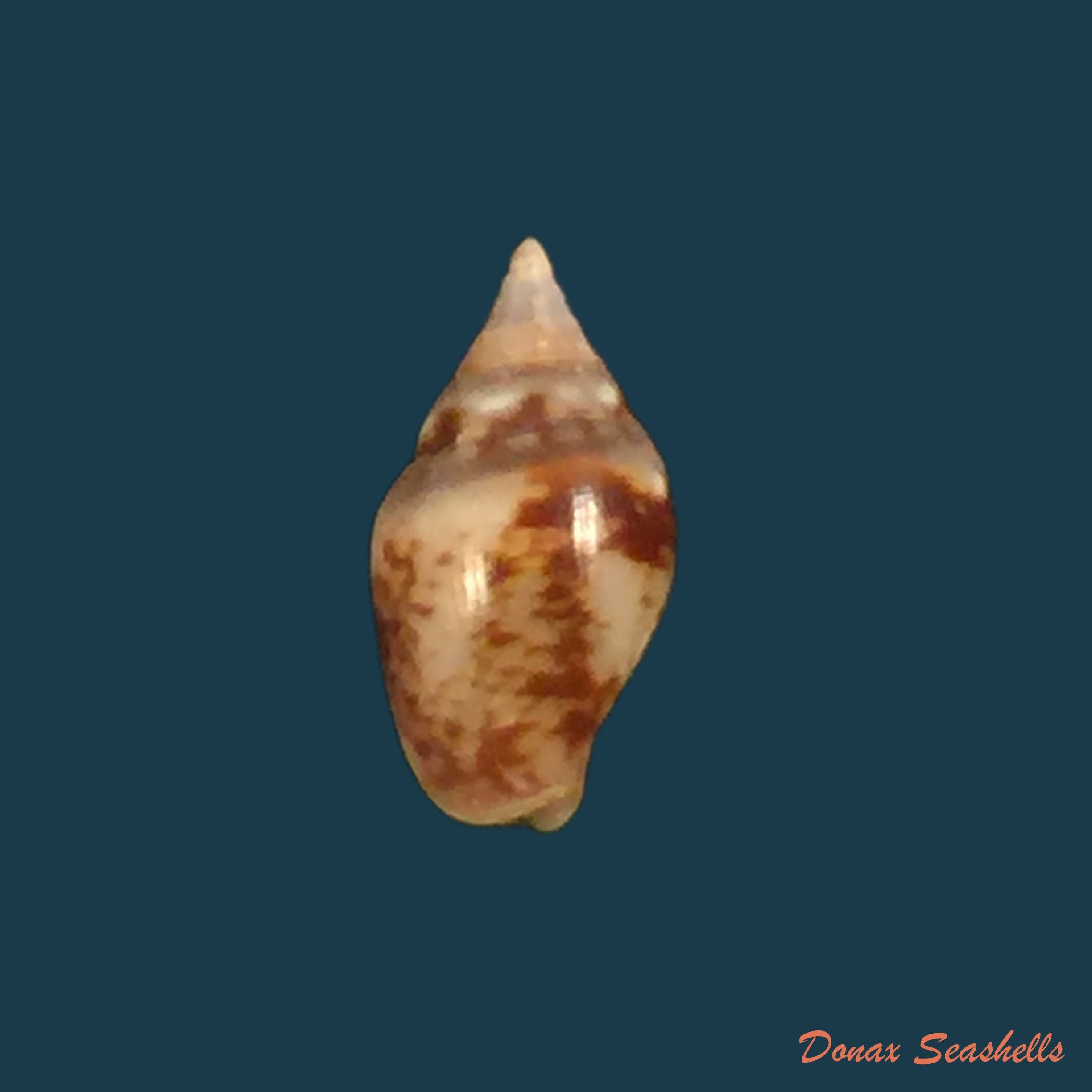 copia-de-columbella-major-g-b-sowerby-i-1832-23mm
