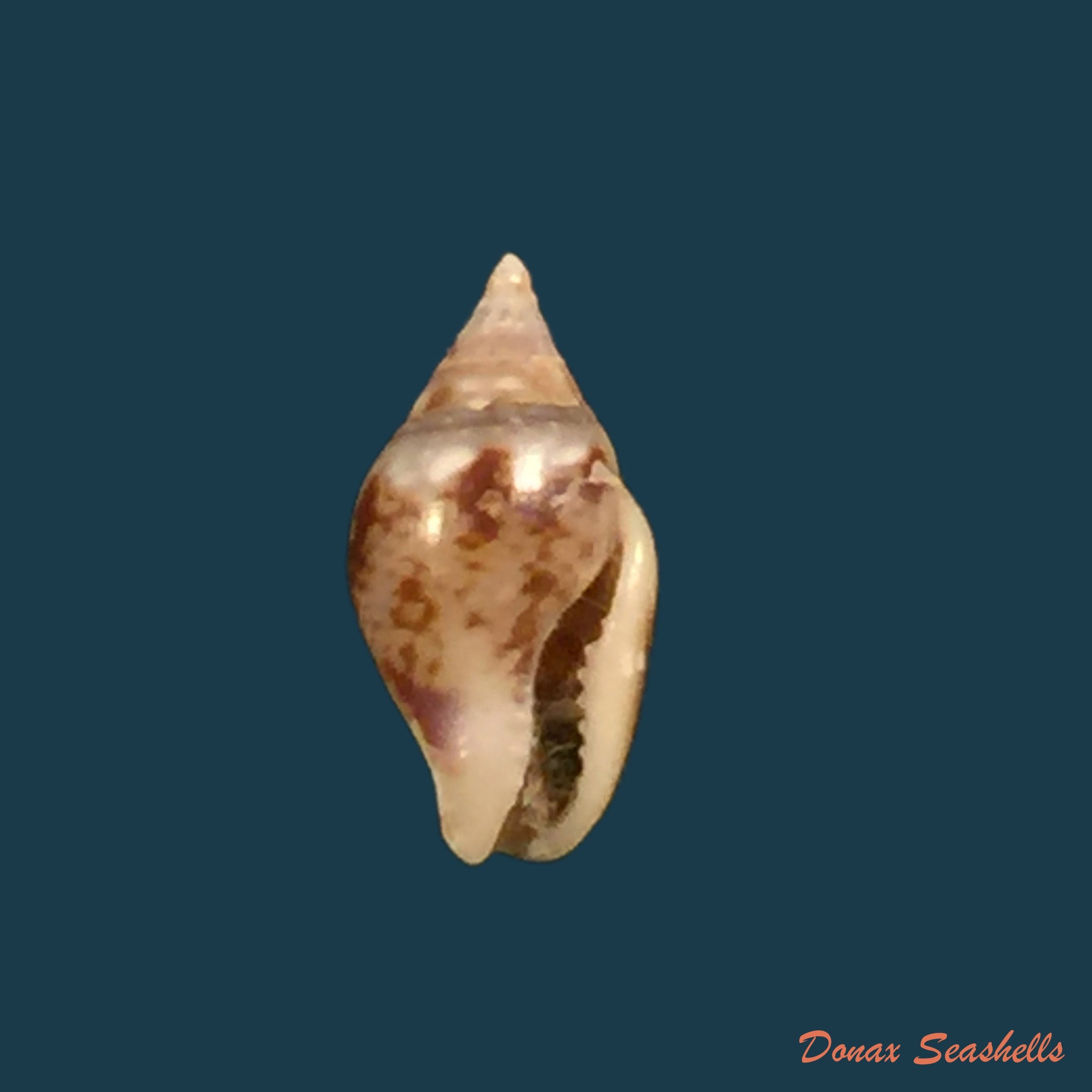 copia-de-columbella-major-g-b-sowerby-i-1832-23mm